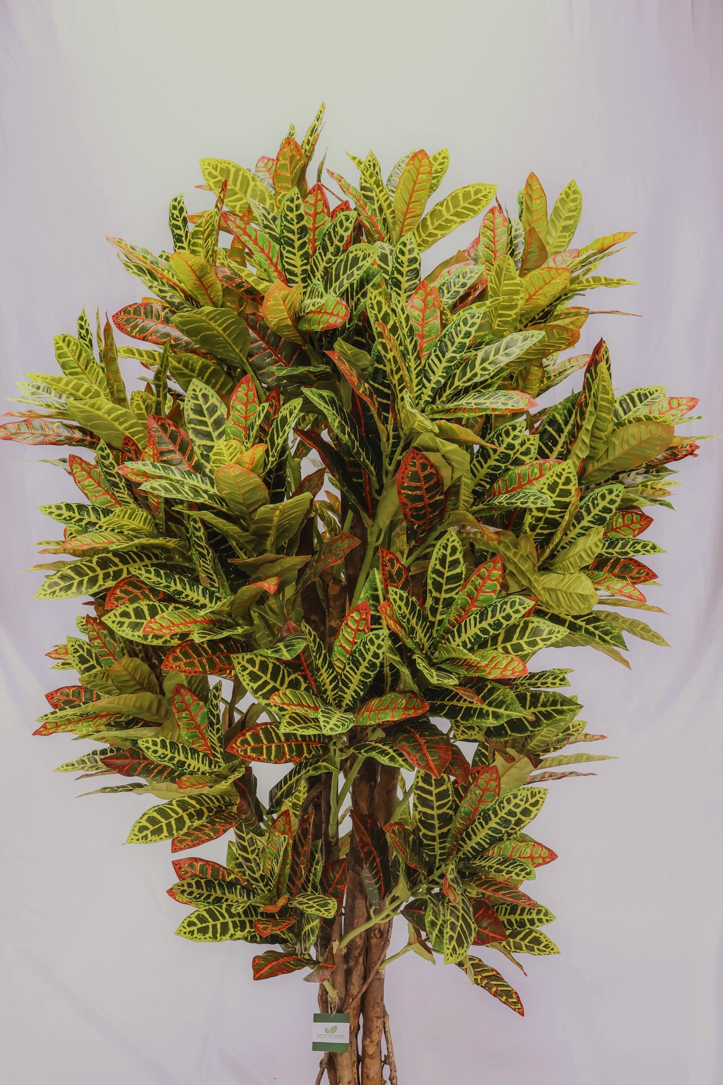 CROTON (NATURAL WOOD TRUNK) — 63" (160 cm)
