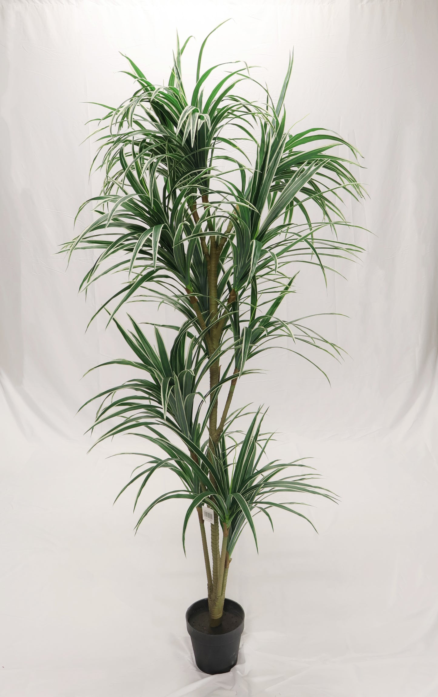 DRACAENA MARGINATA (MADAGASCAR DRAGON TREE) — 78.7" (200 cm)