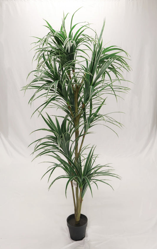DRACAENA MARGINATA (MADAGASCAR DRAGON TREE) — 78.7" (200 cm)
