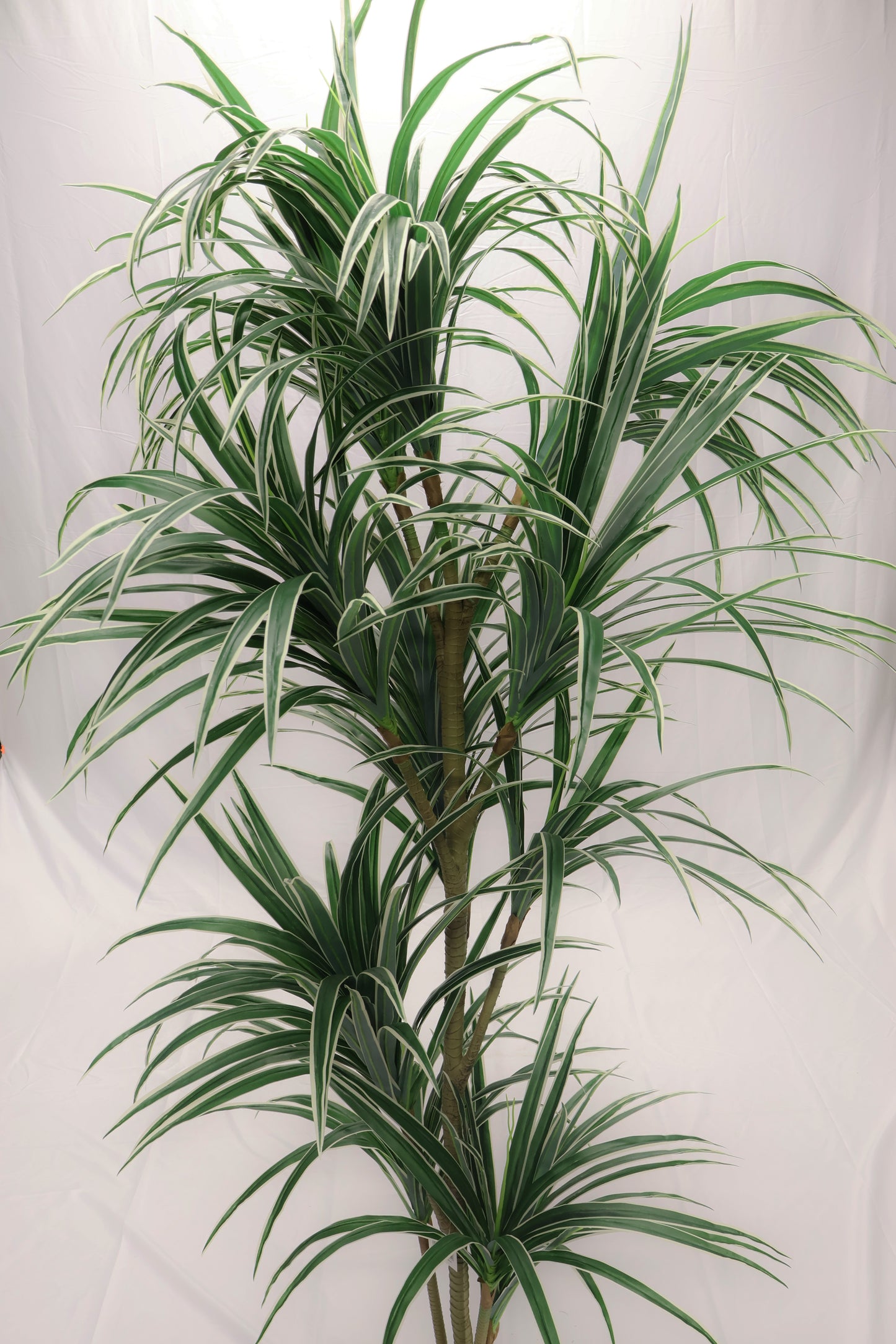 DRACAENA MARGINATA (MADAGASCAR DRAGON TREE) — 78.7" (200 cm)