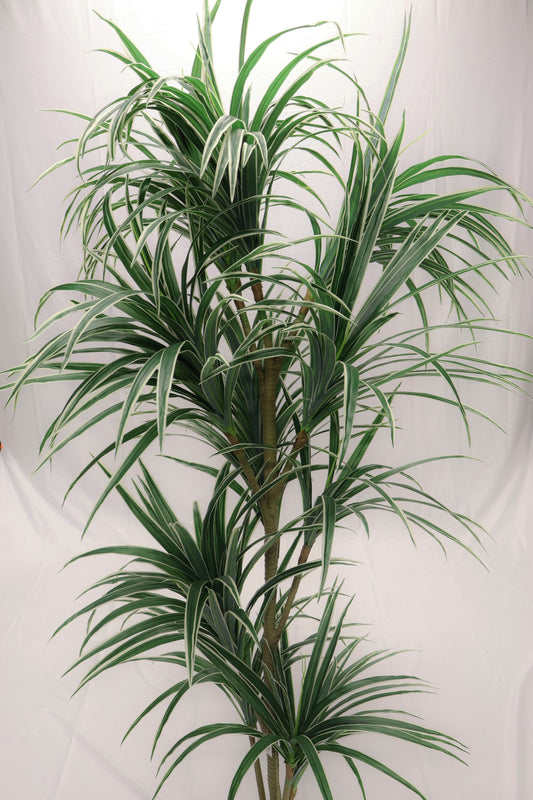 DRACAENA MARGINATA (MADAGASCAR DRAGON TREE) — 78.7" (200 cm)
