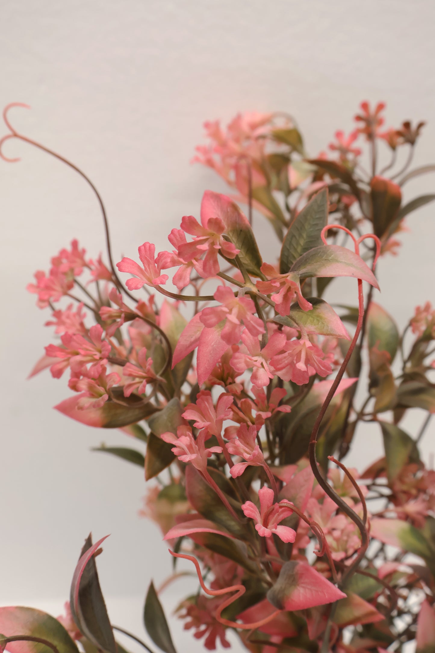 CUPHEA STRIGULOSA SPRAY — 22" (56 cm)