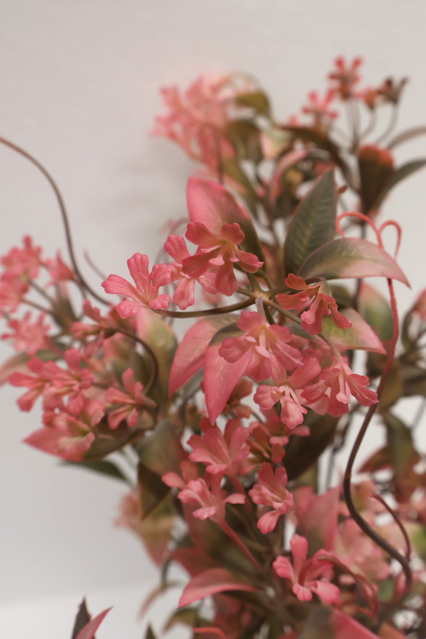 CUPHEA STRIGULOSA SPRAY — 22" (56 cm)