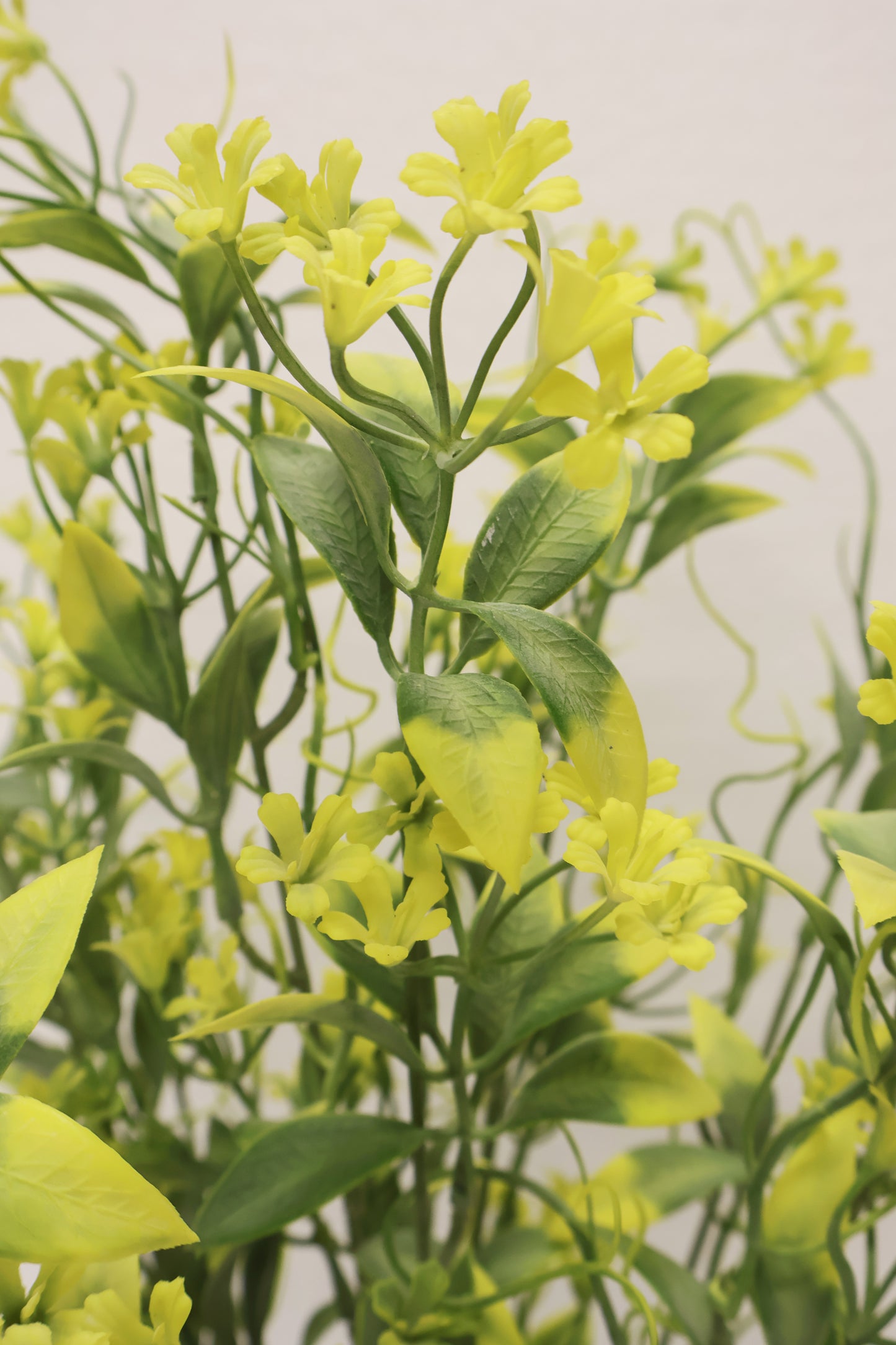 CUPHEA STRIGULOSA SPRAY — 22" (56 cm)