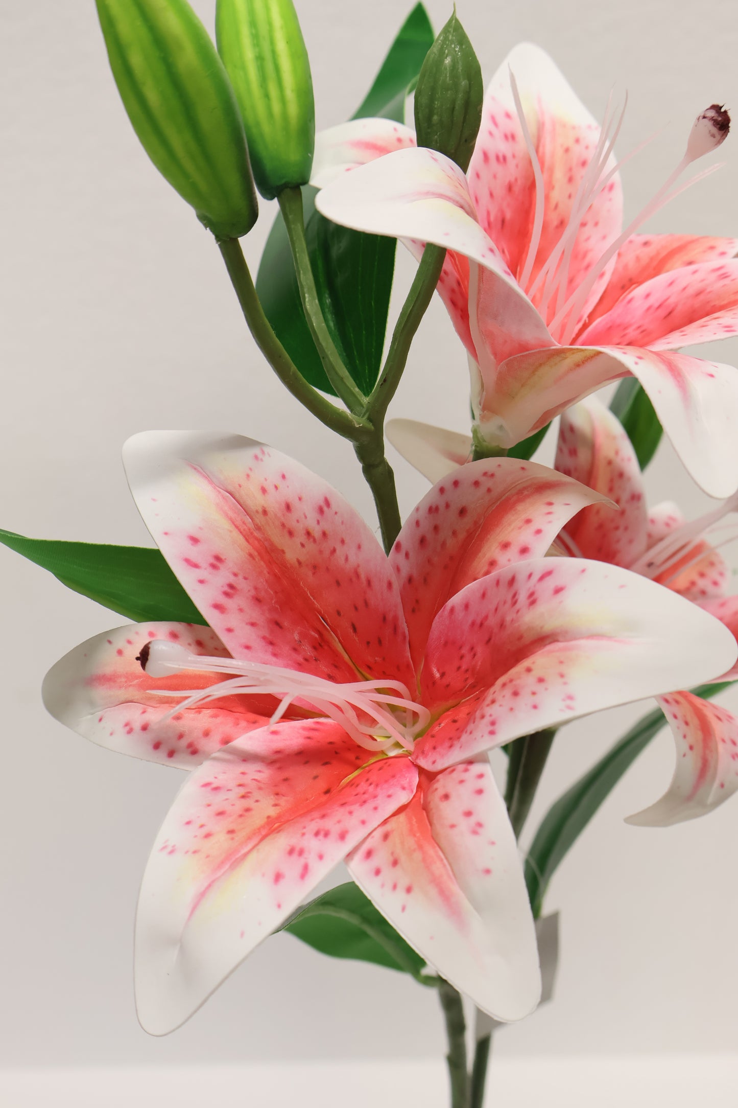 LILY — 30.3" (77 cm)