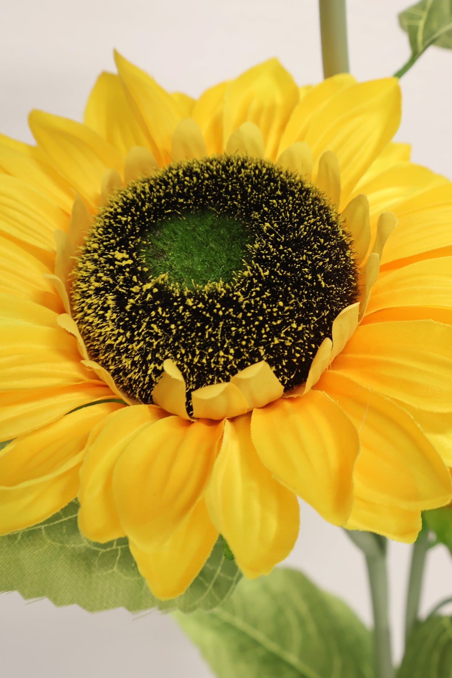 SUNFLOWER — 47.2" (120 cm)