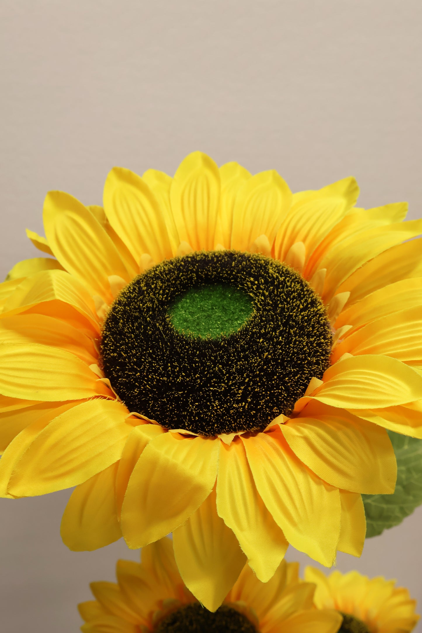 SUNFLOWER — 47.2" (120 cm)