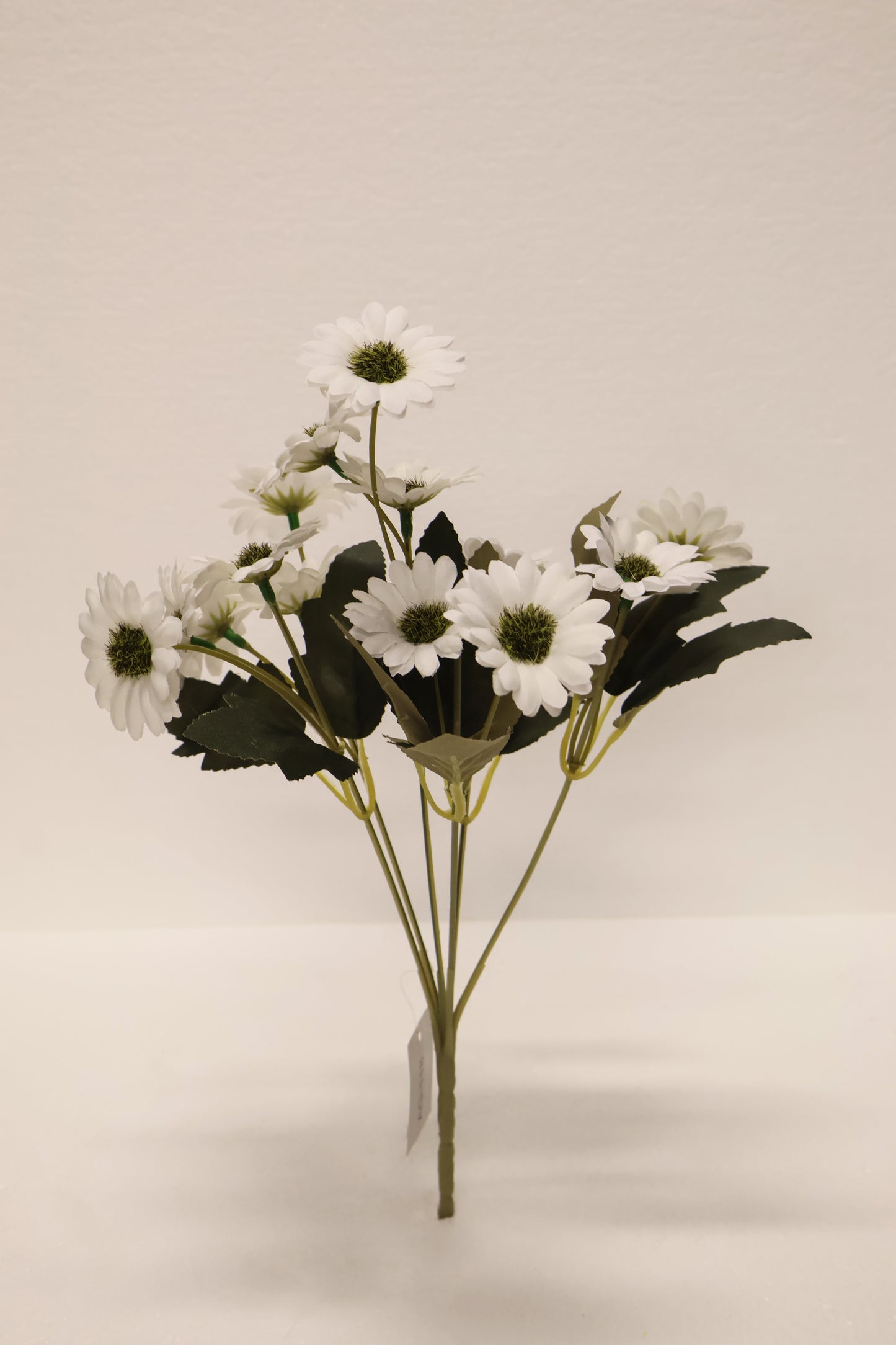 DAISY — 11.0" (28 cm)