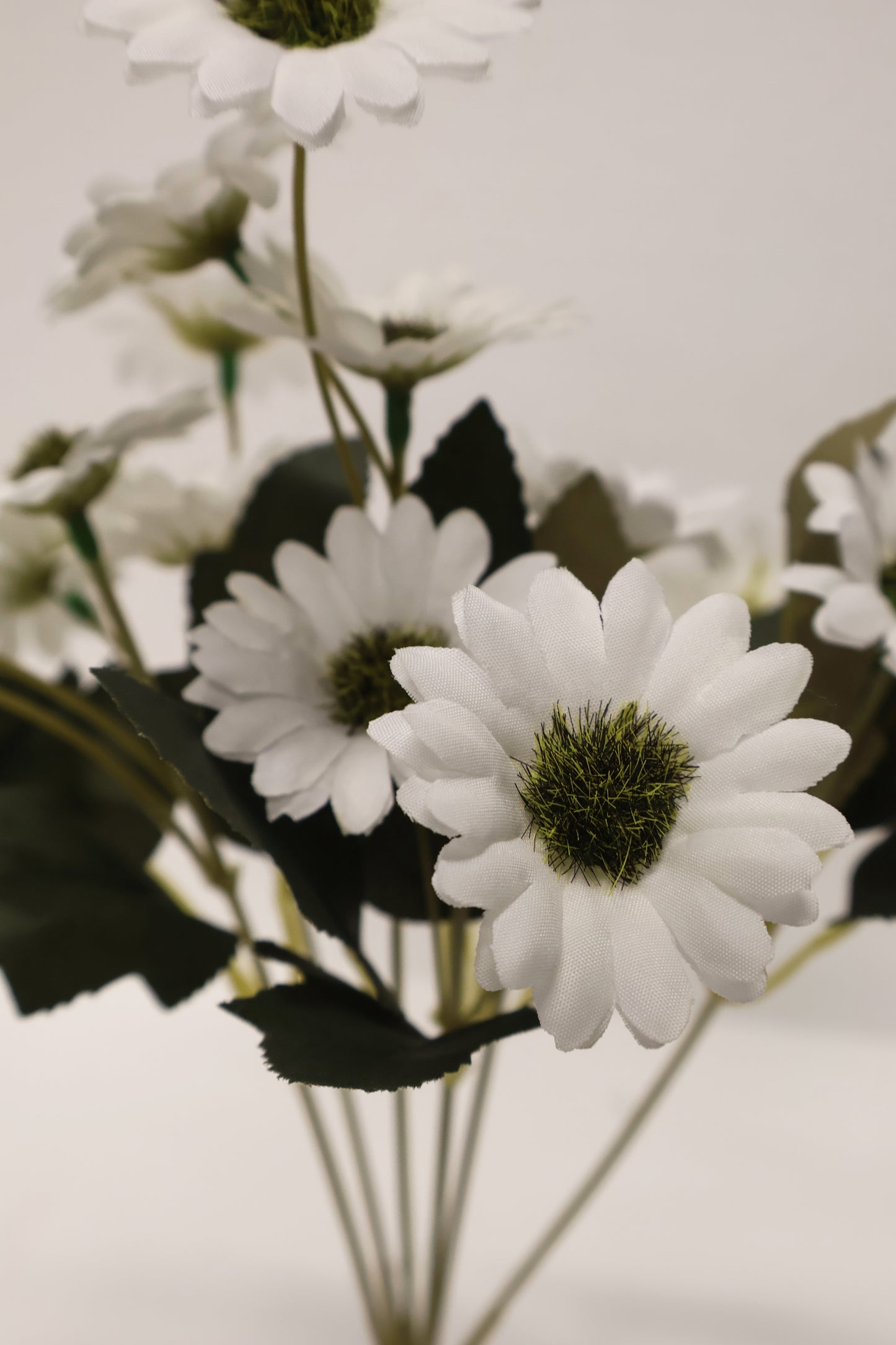 DAISY — 11.0" (28 cm)