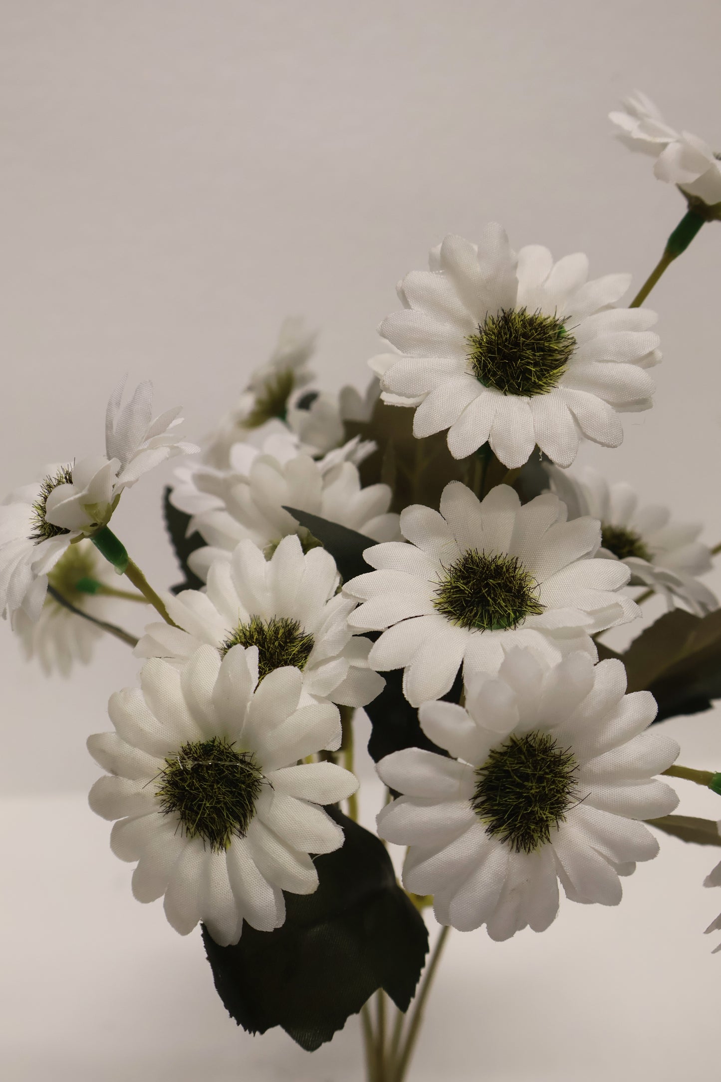DAISY — 11.0" (28 cm)