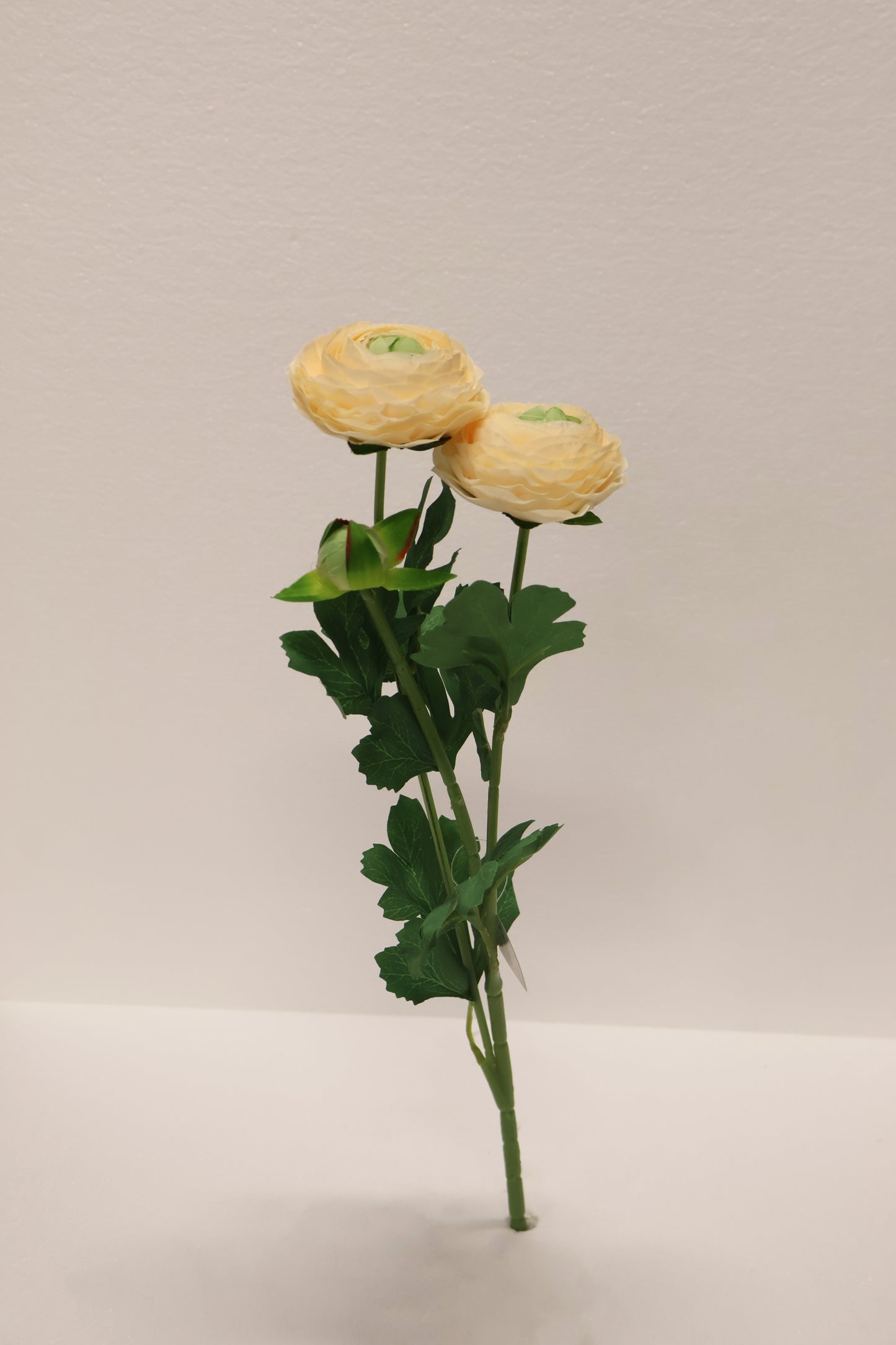 RANUNCULUS — 19.3" (49 cm)