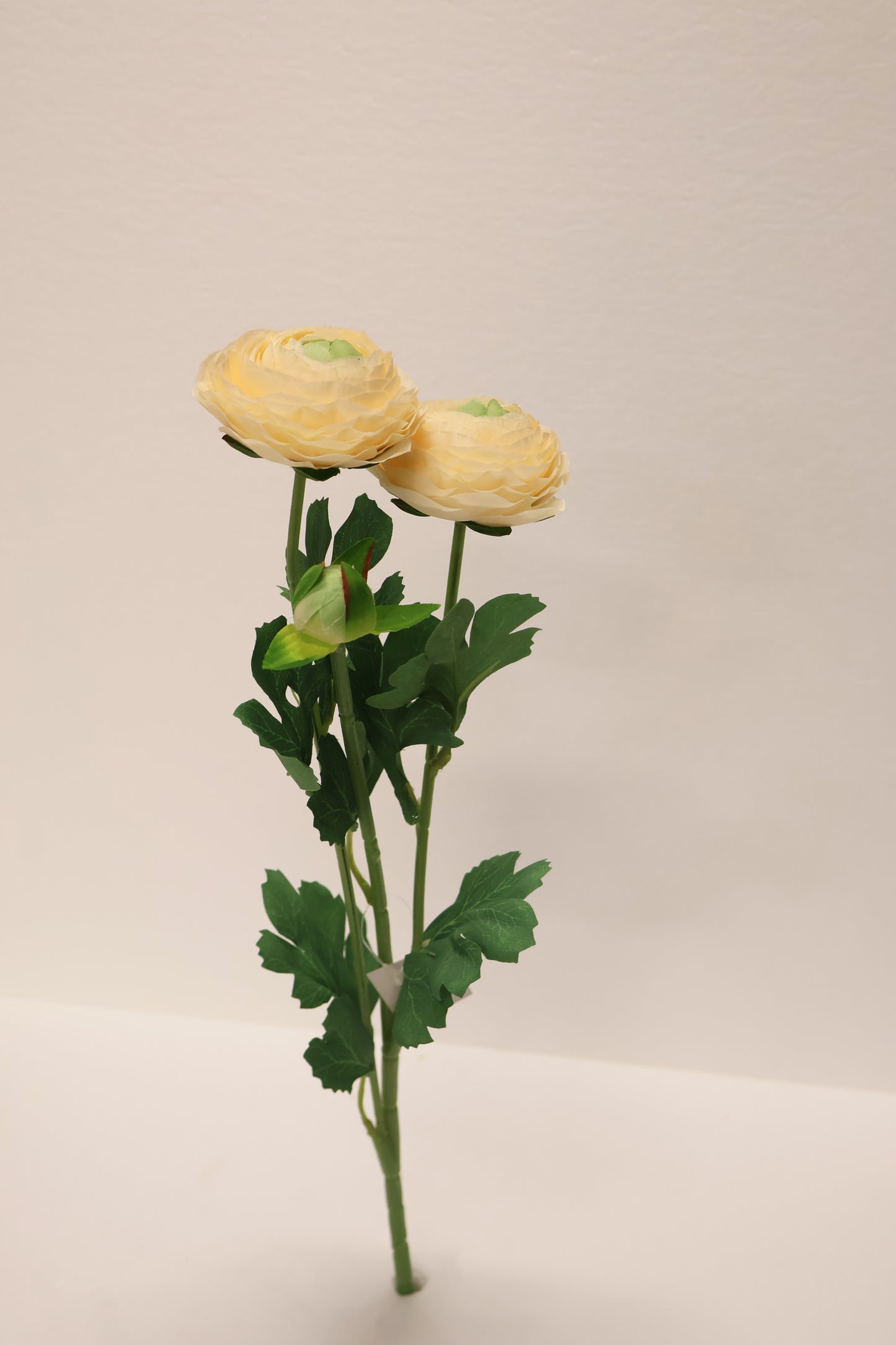 RANUNCULUS — 19.3" (49 cm)