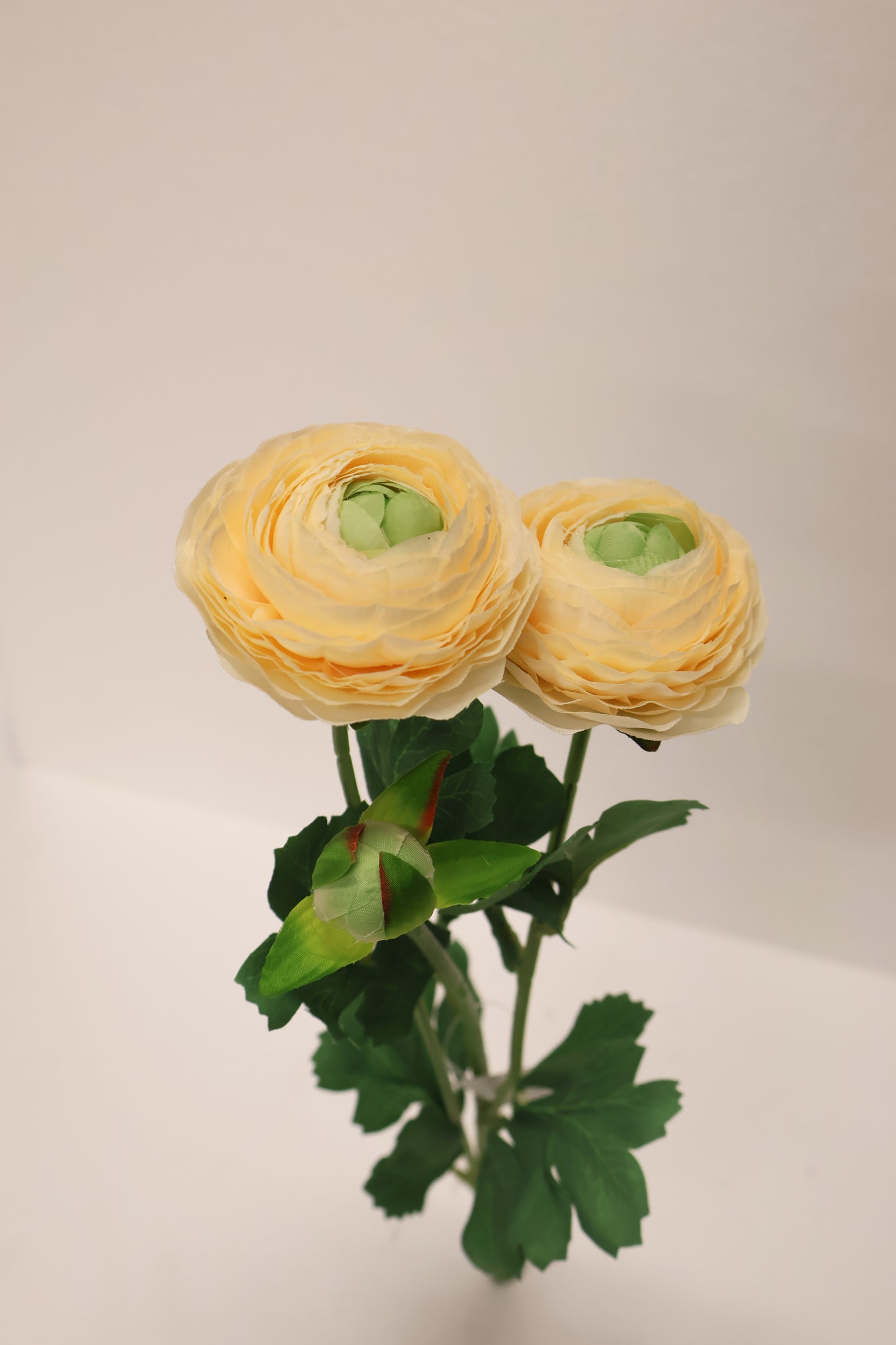 RANUNCULUS — 19.3" (49 cm)
