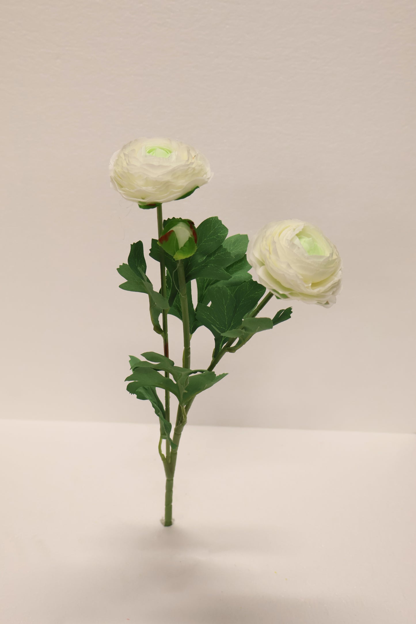 RANUNCULUS — 19.3" (49 cm)