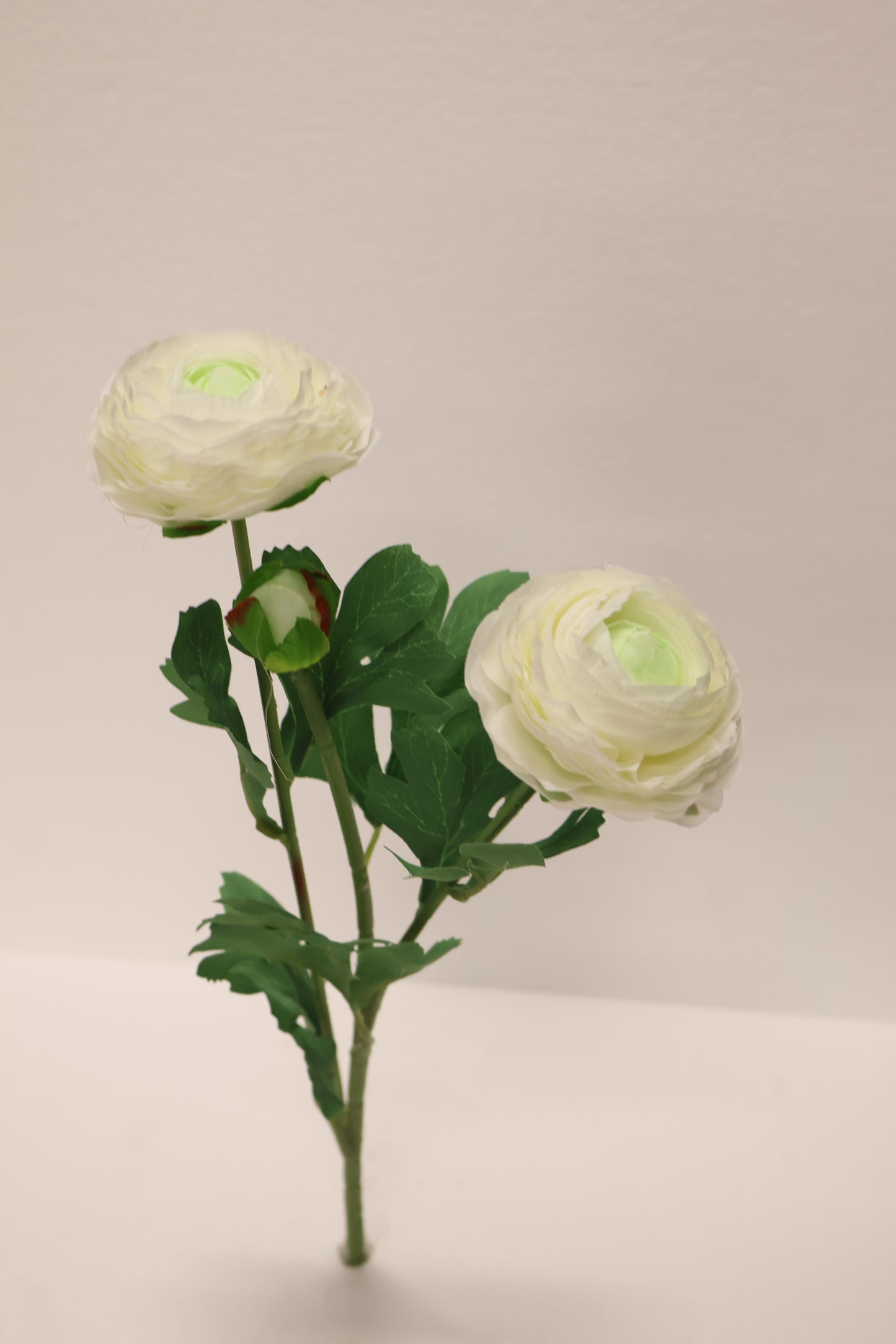 RANUNCULUS — 19.3" (49 cm)