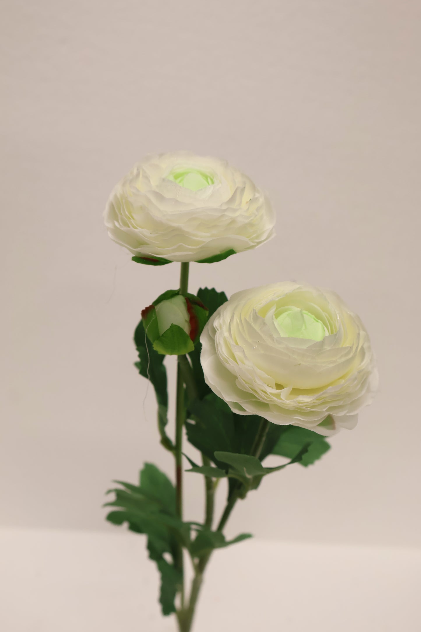 RANUNCULUS — 19.3" (49 cm)