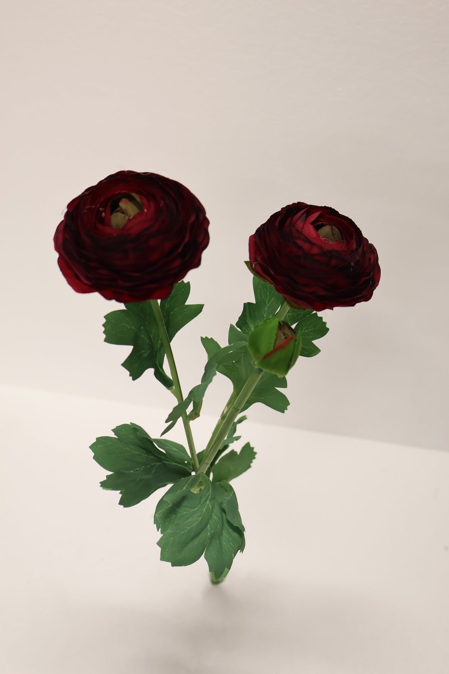 RANUNCULUS — 19.3" (49 cm)