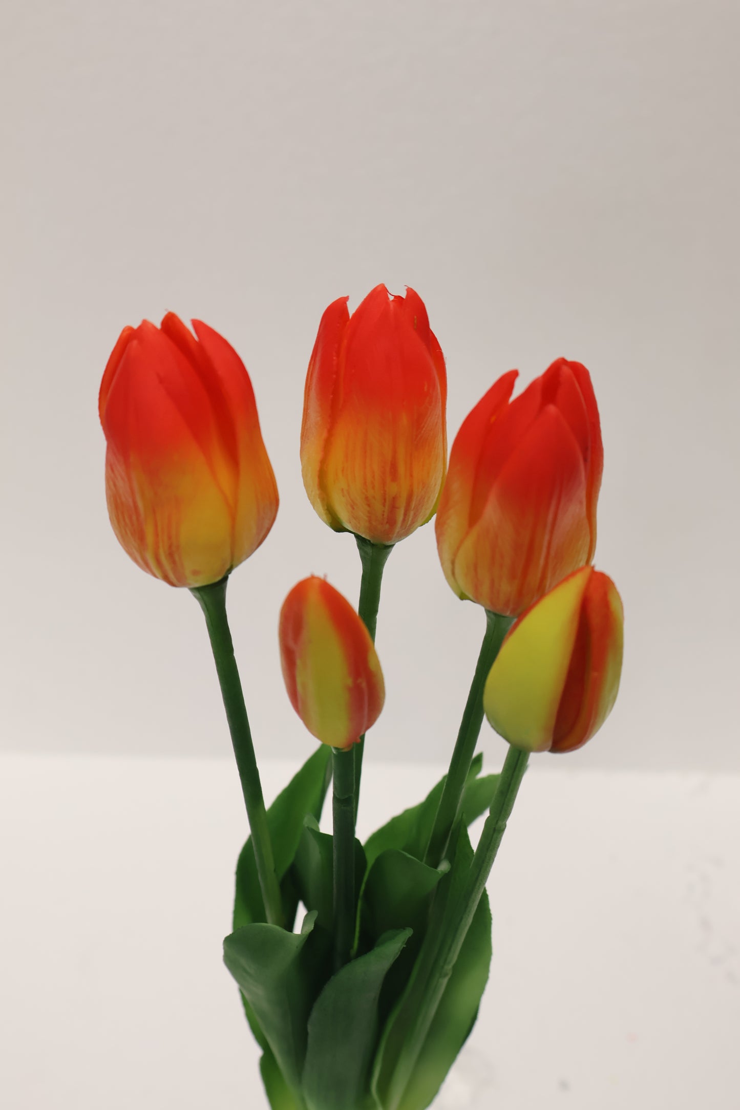 TULIP — 16.1" (41 cm)