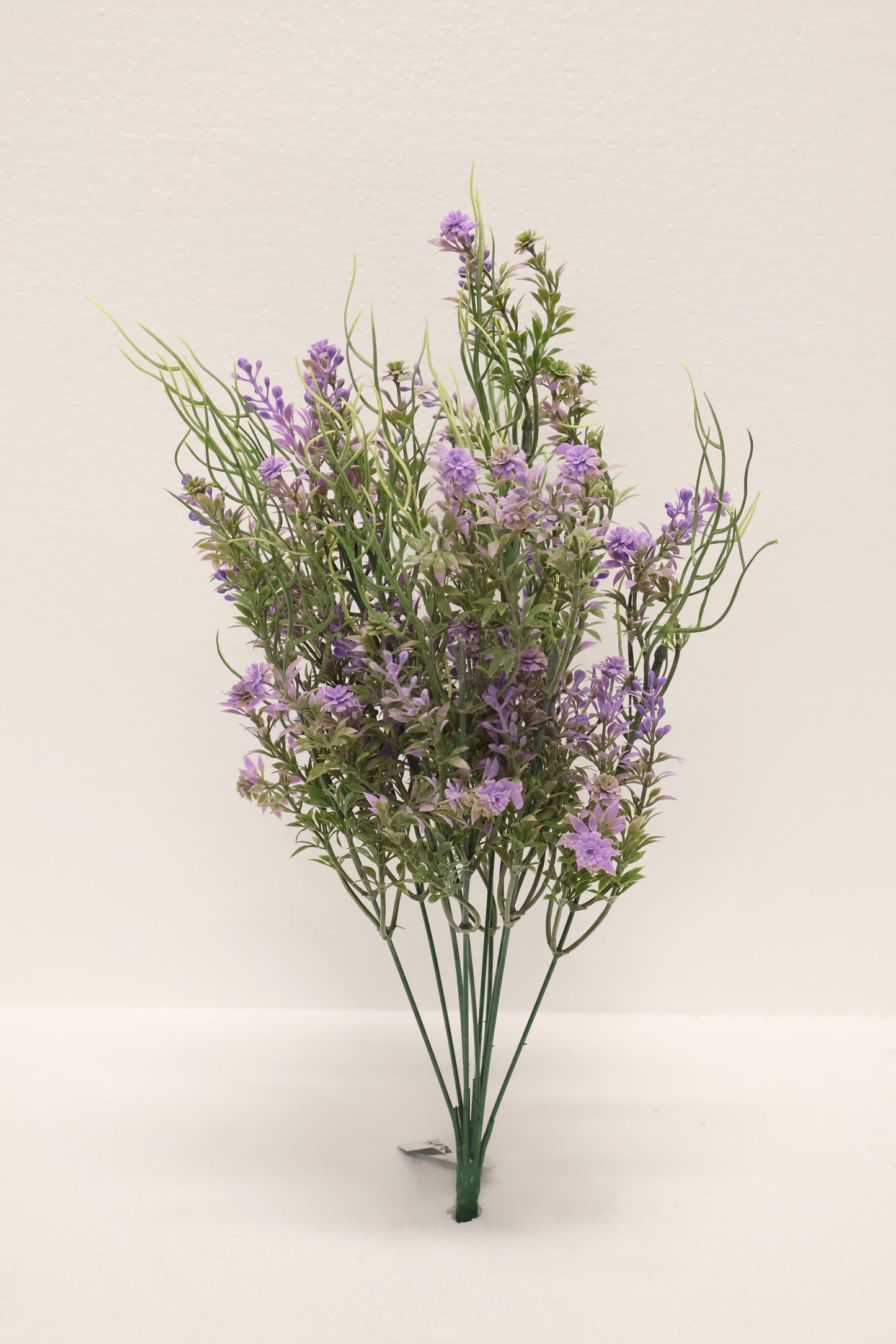 DOUBLE WAXFLOWER BUSH (CHAMELAUCIUM) — 18" (46 cm)