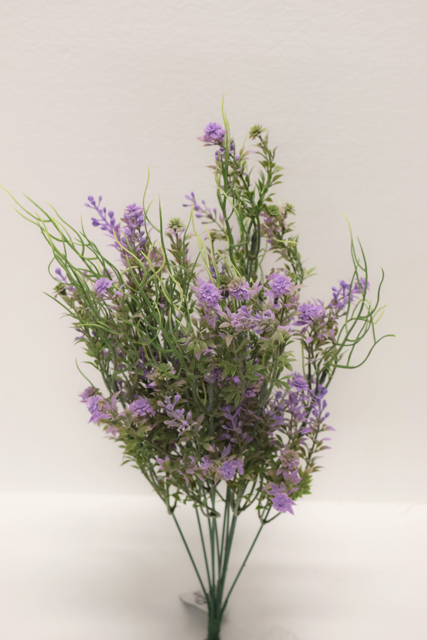 DOUBLE WAXFLOWER BUSH (CHAMELAUCIUM) — 18" (46 cm)