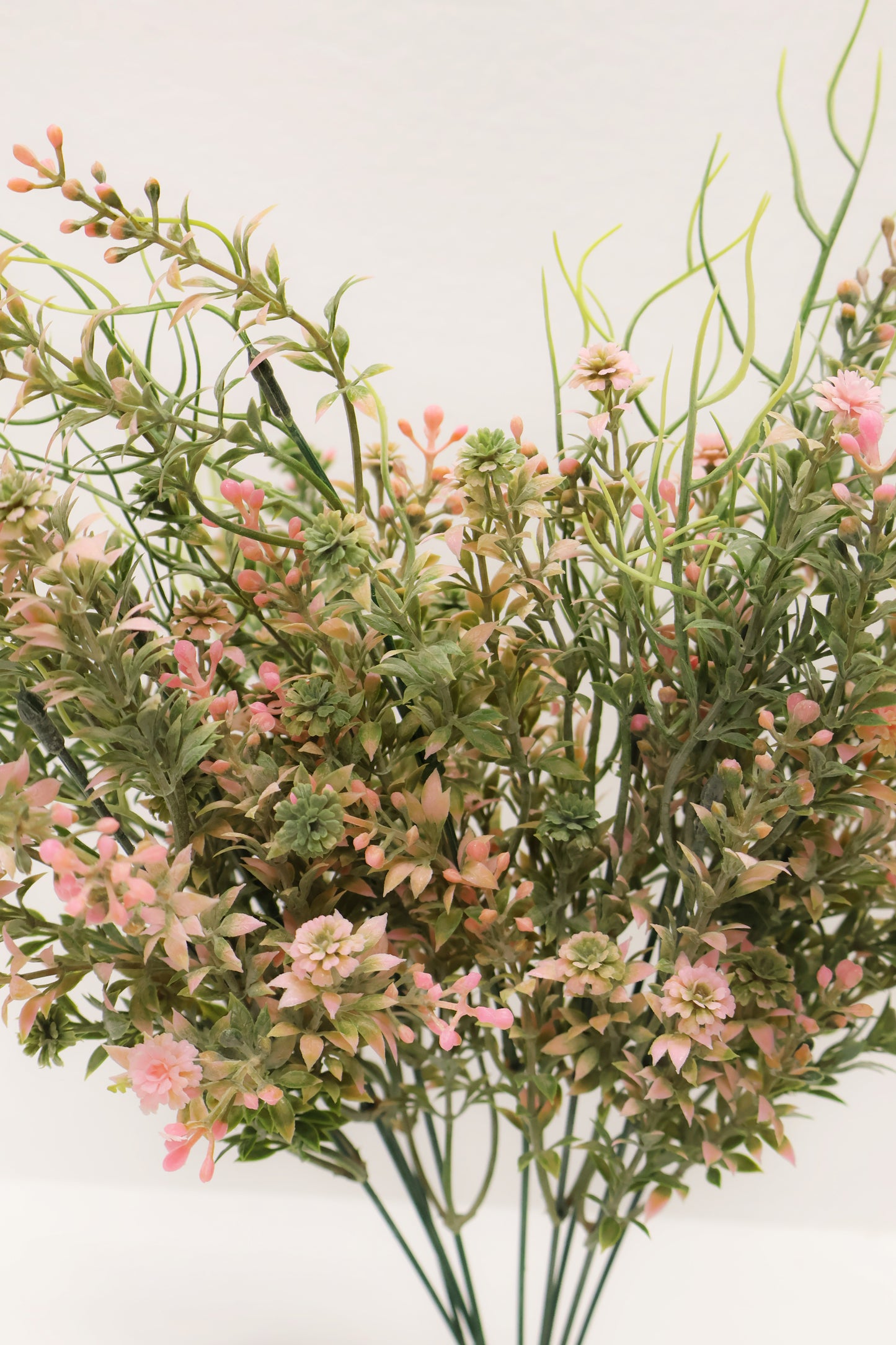 DOUBLE WAXFLOWER BUSH (CHAMELAUCIUM) — 18" (46 cm)