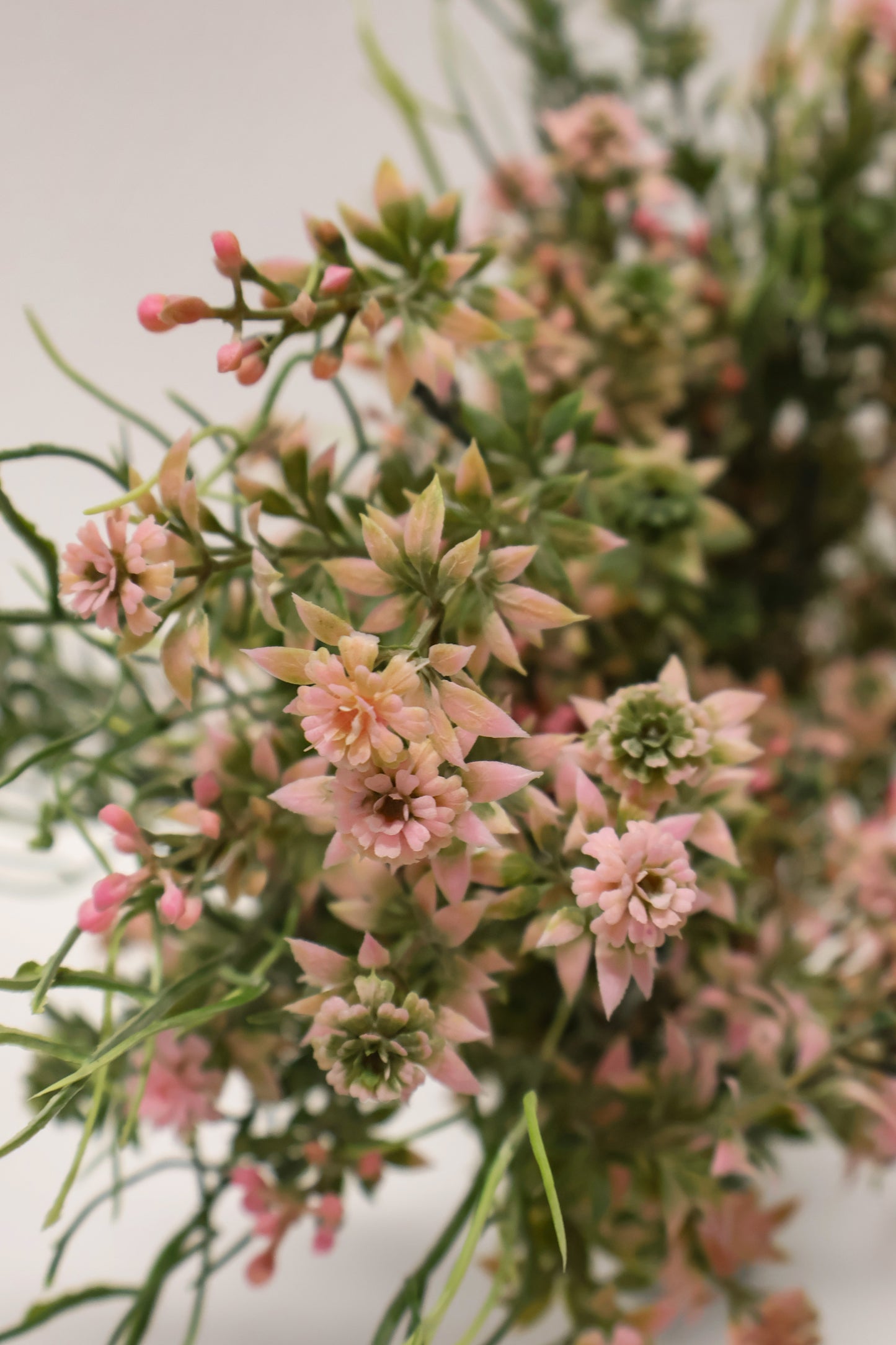 DOUBLE WAXFLOWER BUSH (CHAMELAUCIUM) — 18" (46 cm)
