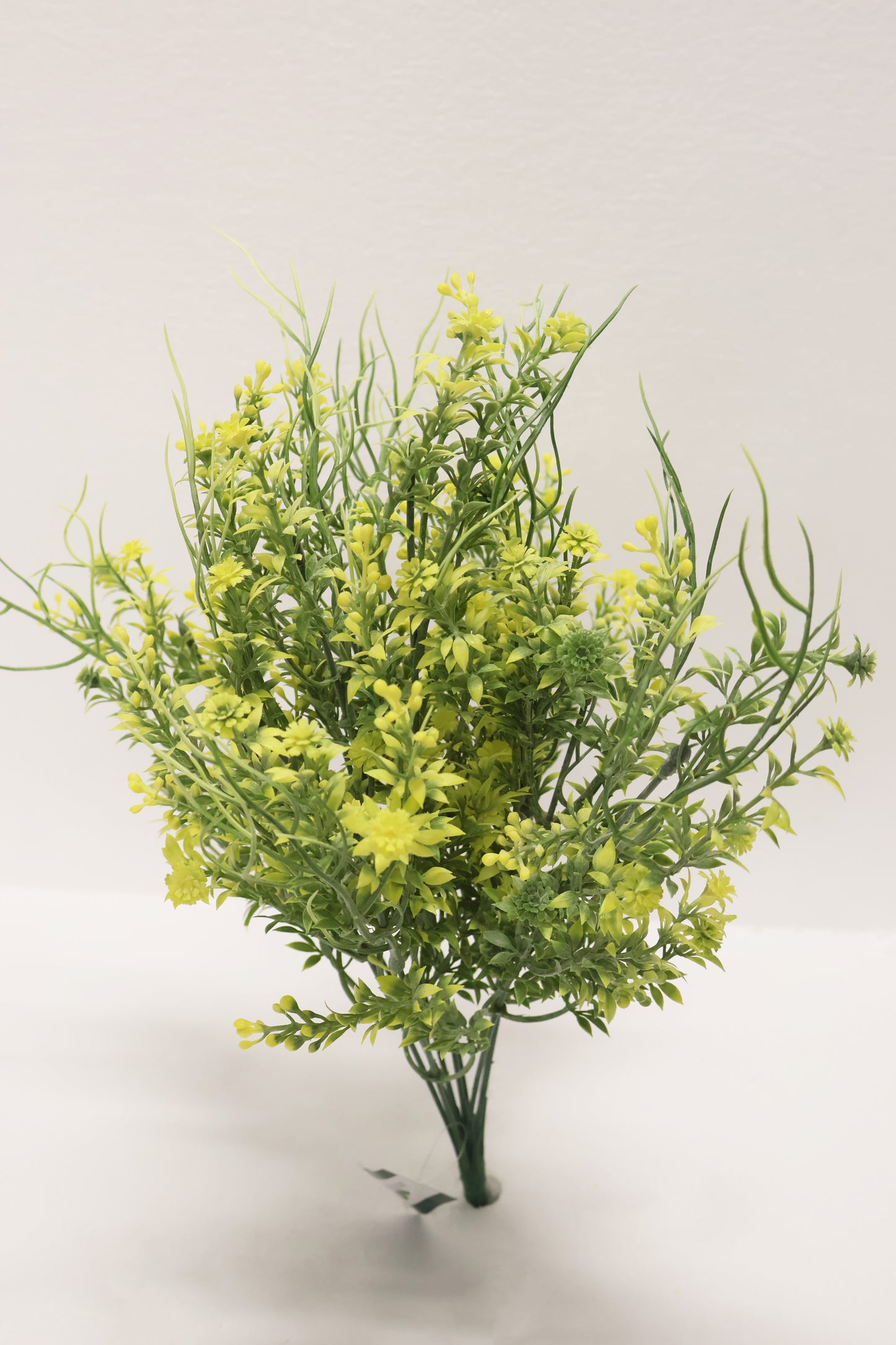 DOUBLE WAXFLOWER BUSH (CHAMELAUCIUM) — 18" (46 cm)