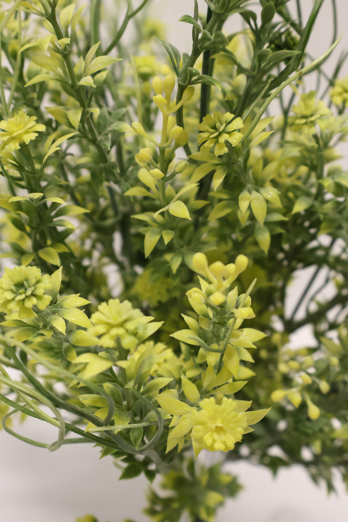 DOUBLE WAXFLOWER BUSH (CHAMELAUCIUM) — 18" (46 cm)