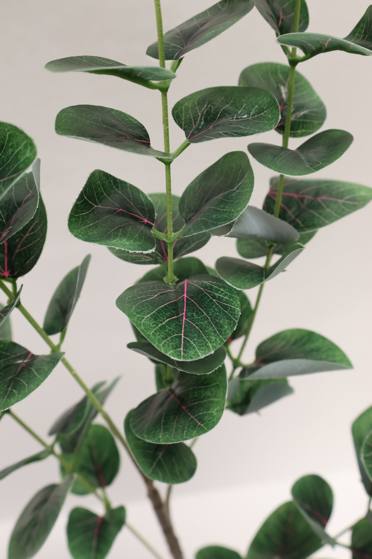 EUCALYPTUS — 36.6" (93 cm)