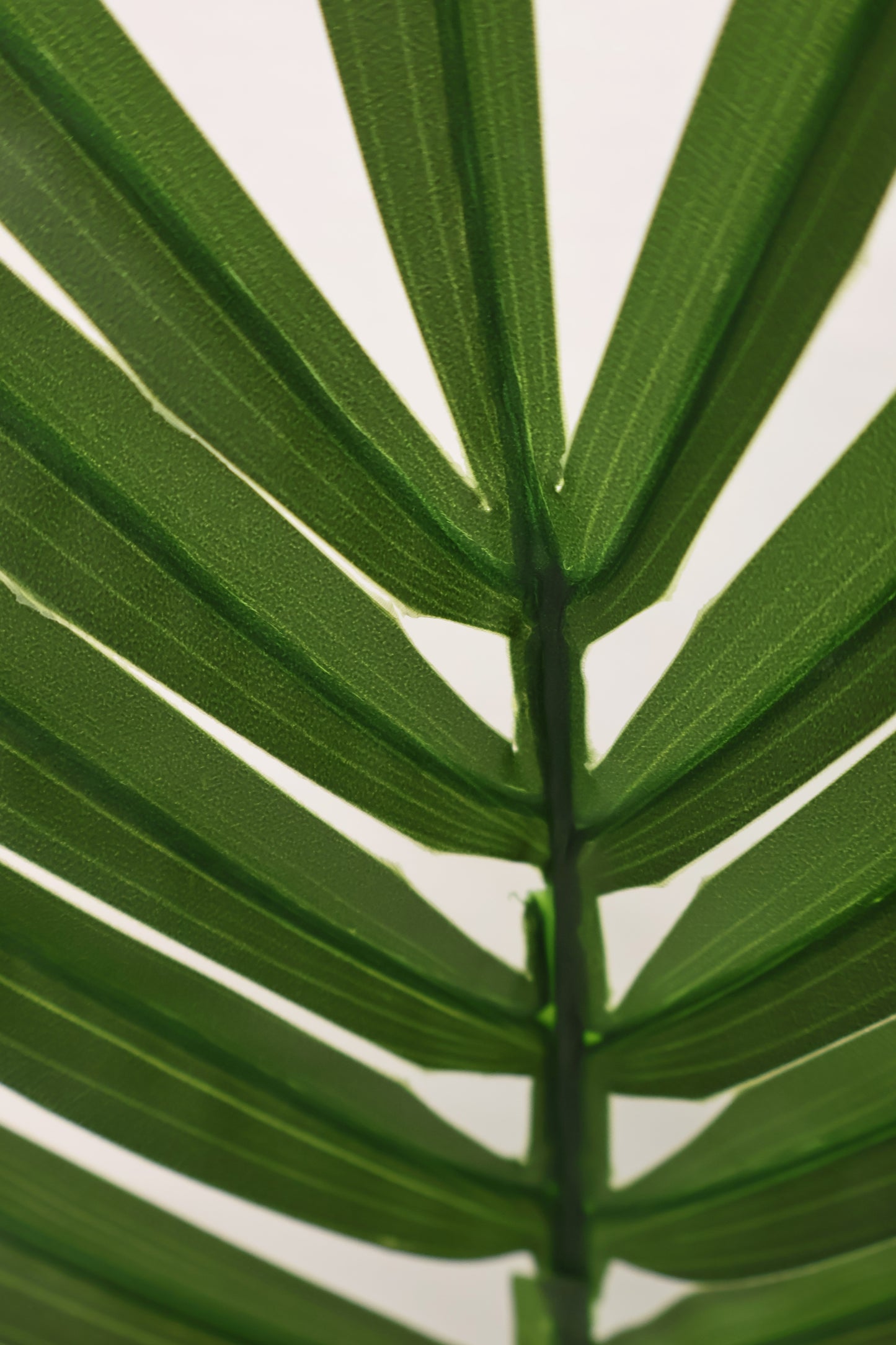 ARECA PALM SINGLE LEAF — 41.3" × 27.6" × 15.4" (105 × 70 × 39 cm)