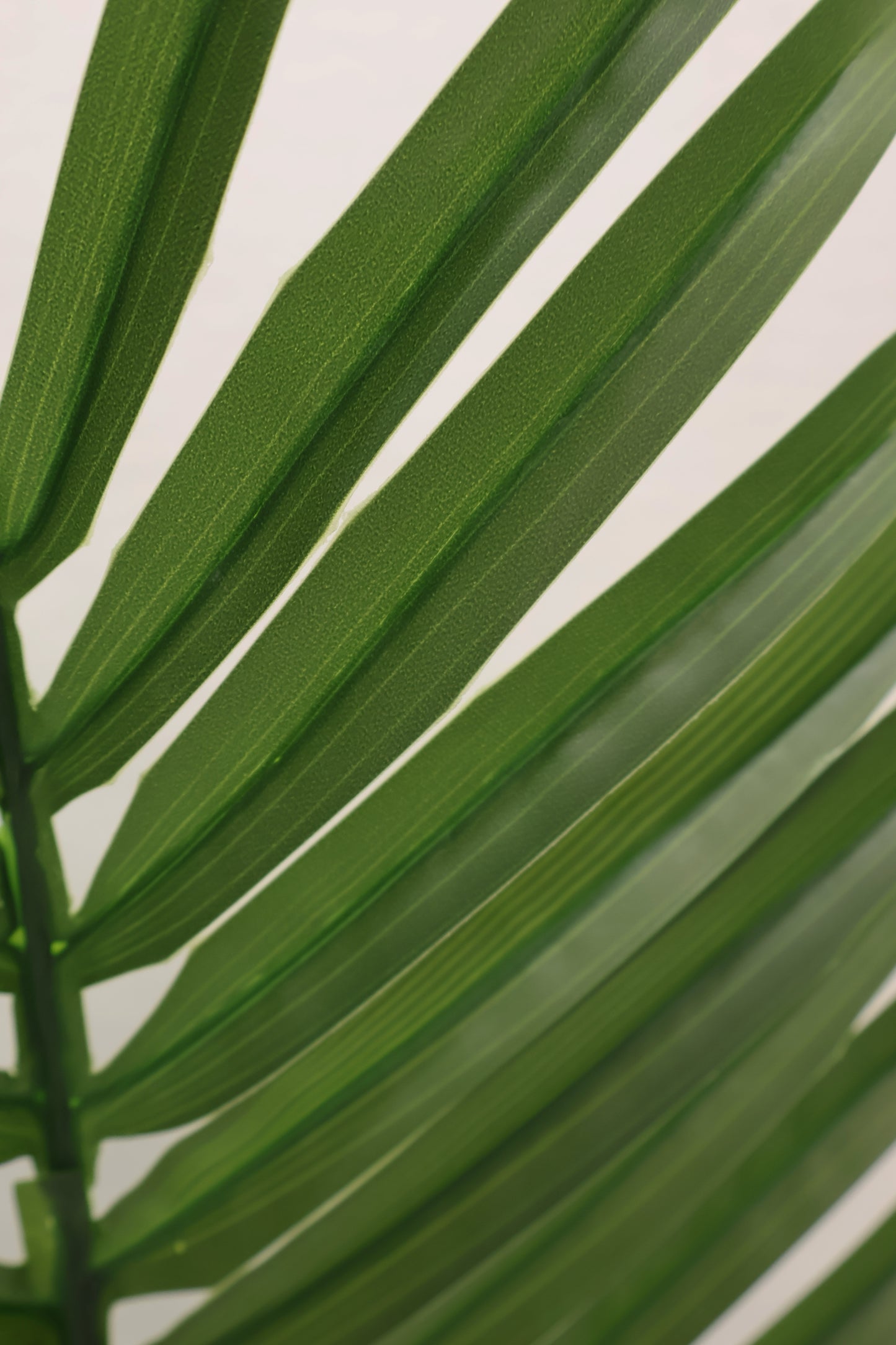ARECA PALM SINGLE LEAF — 41.3" × 27.6" × 15.4" (105 × 70 × 39 cm)