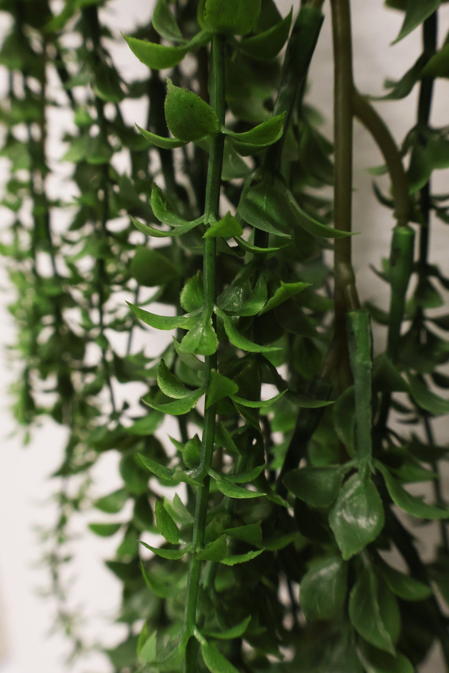 BOXWOOD MYRTLE VINE — 44" (112 cm)