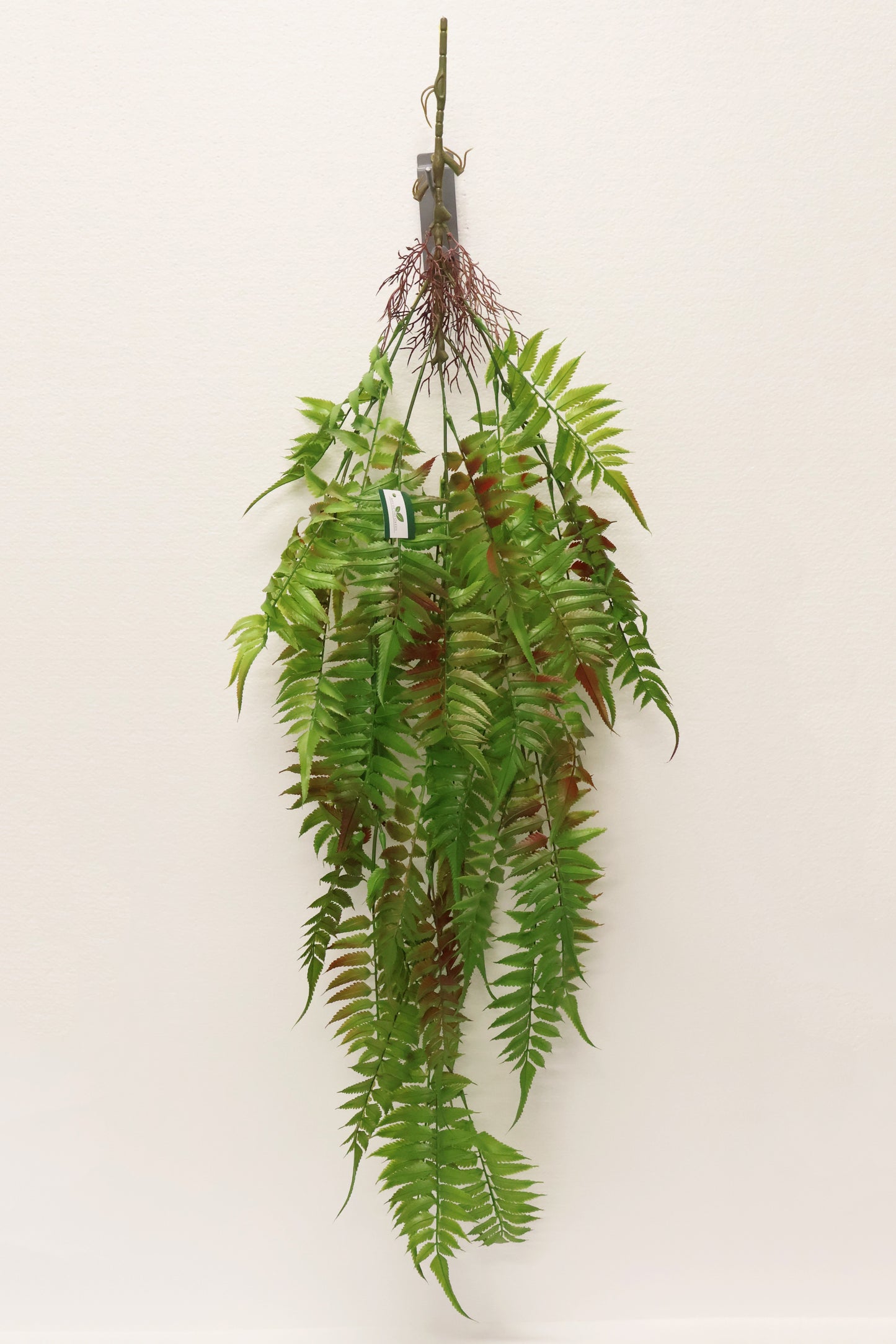 AUTUMN FERN (LARGE LEAF TYPE) — 43" (109 cm)