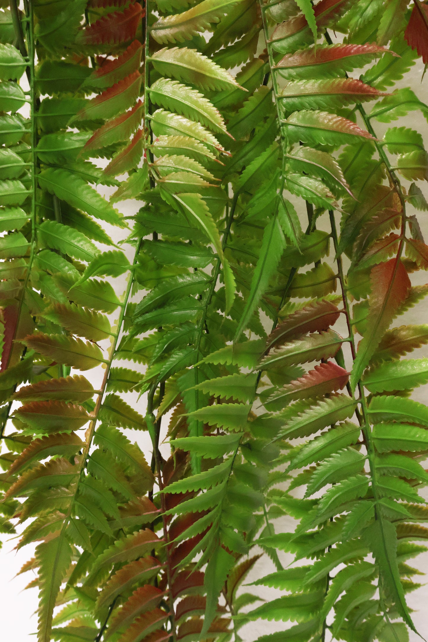 AUTUMN FERN (LARGE LEAF TYPE) — 43" (109 cm)