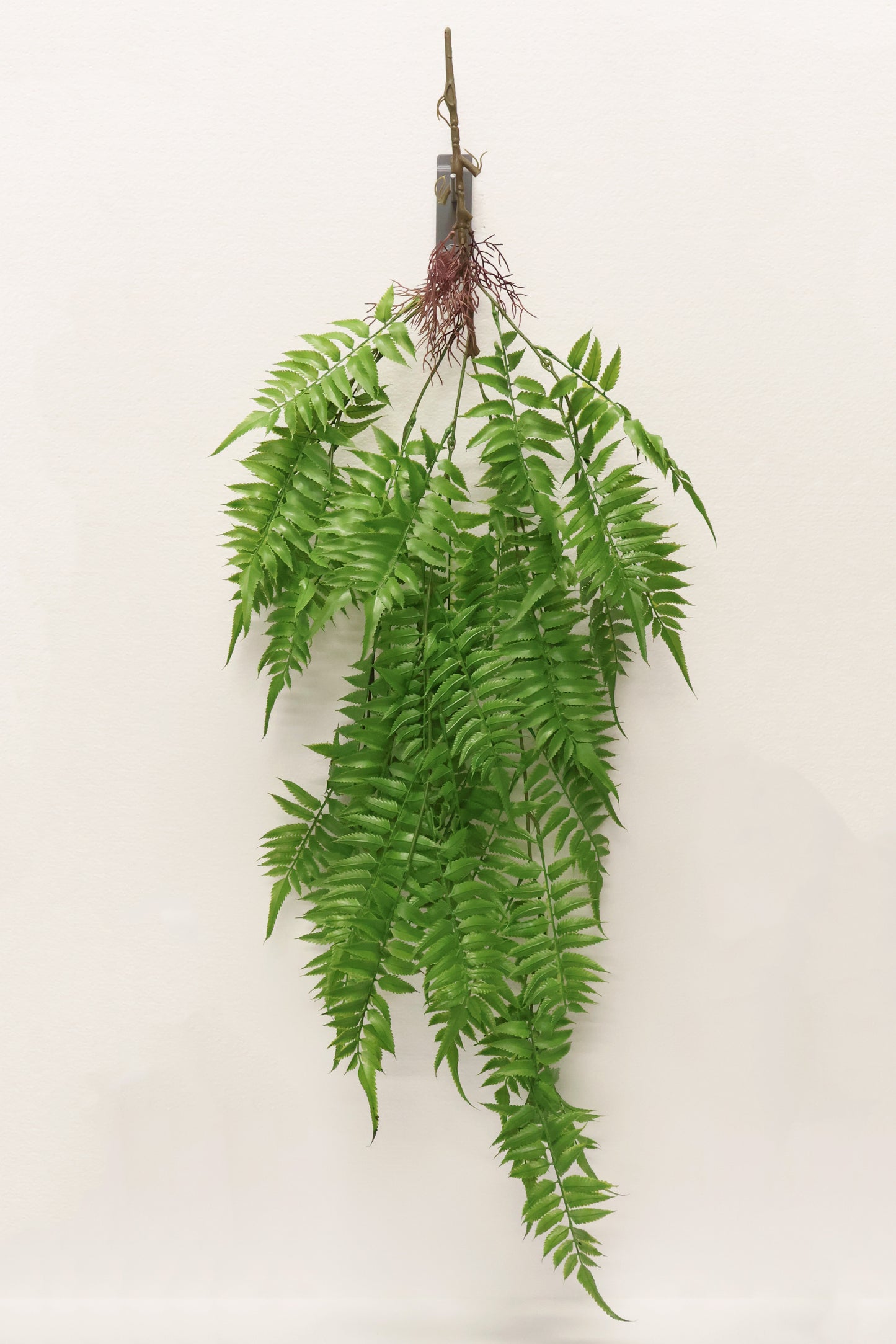 AUTUMN FERN (LARGE LEAF TYPE) — 43" (109 cm)