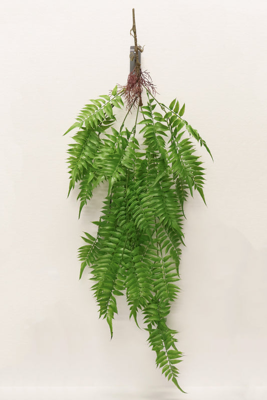 AUTUMN FERN (LARGE LEAF TYPE) — 43" (109 cm)