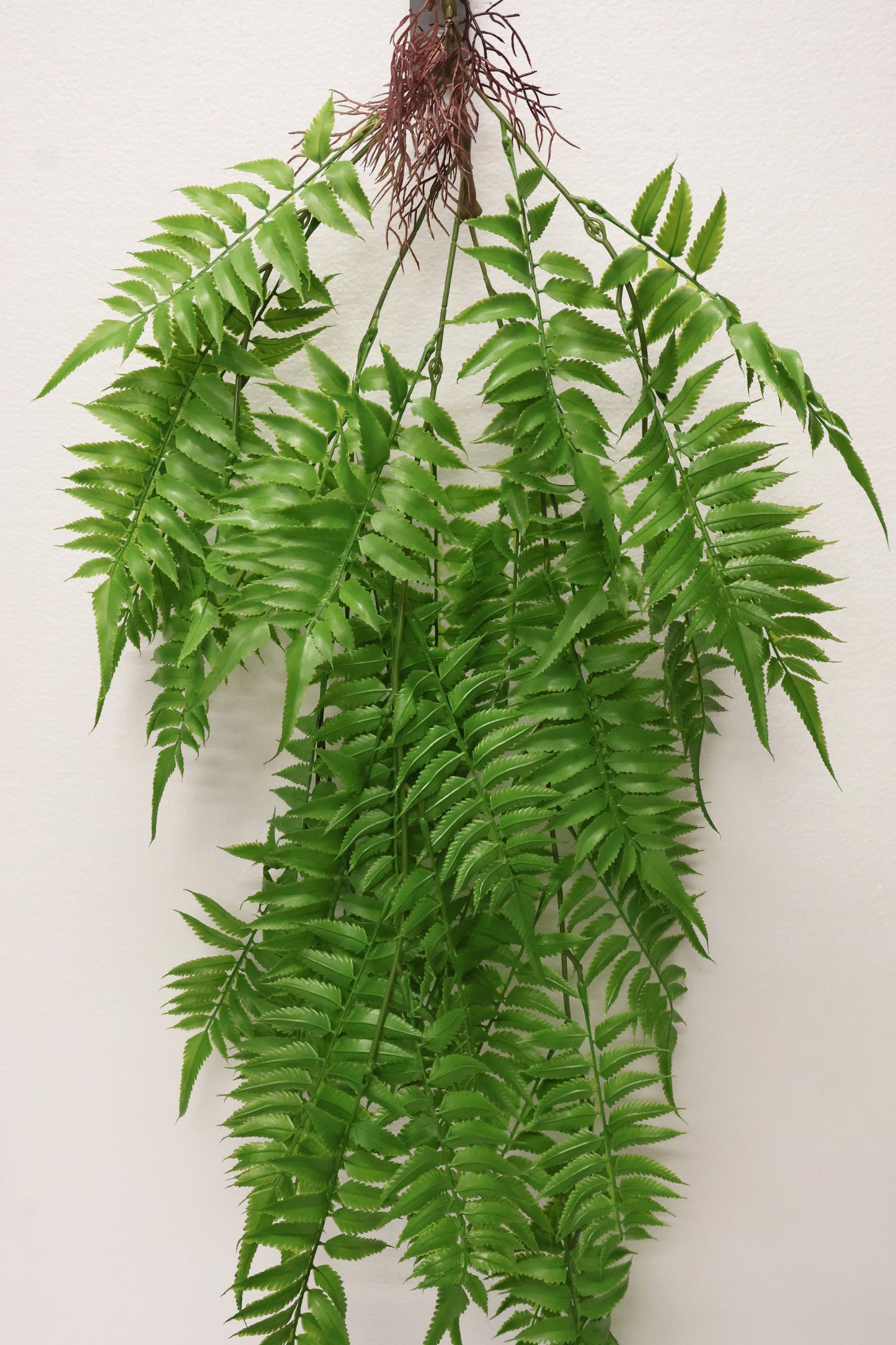 AUTUMN FERN (LARGE LEAF TYPE) — 43" (109 cm)