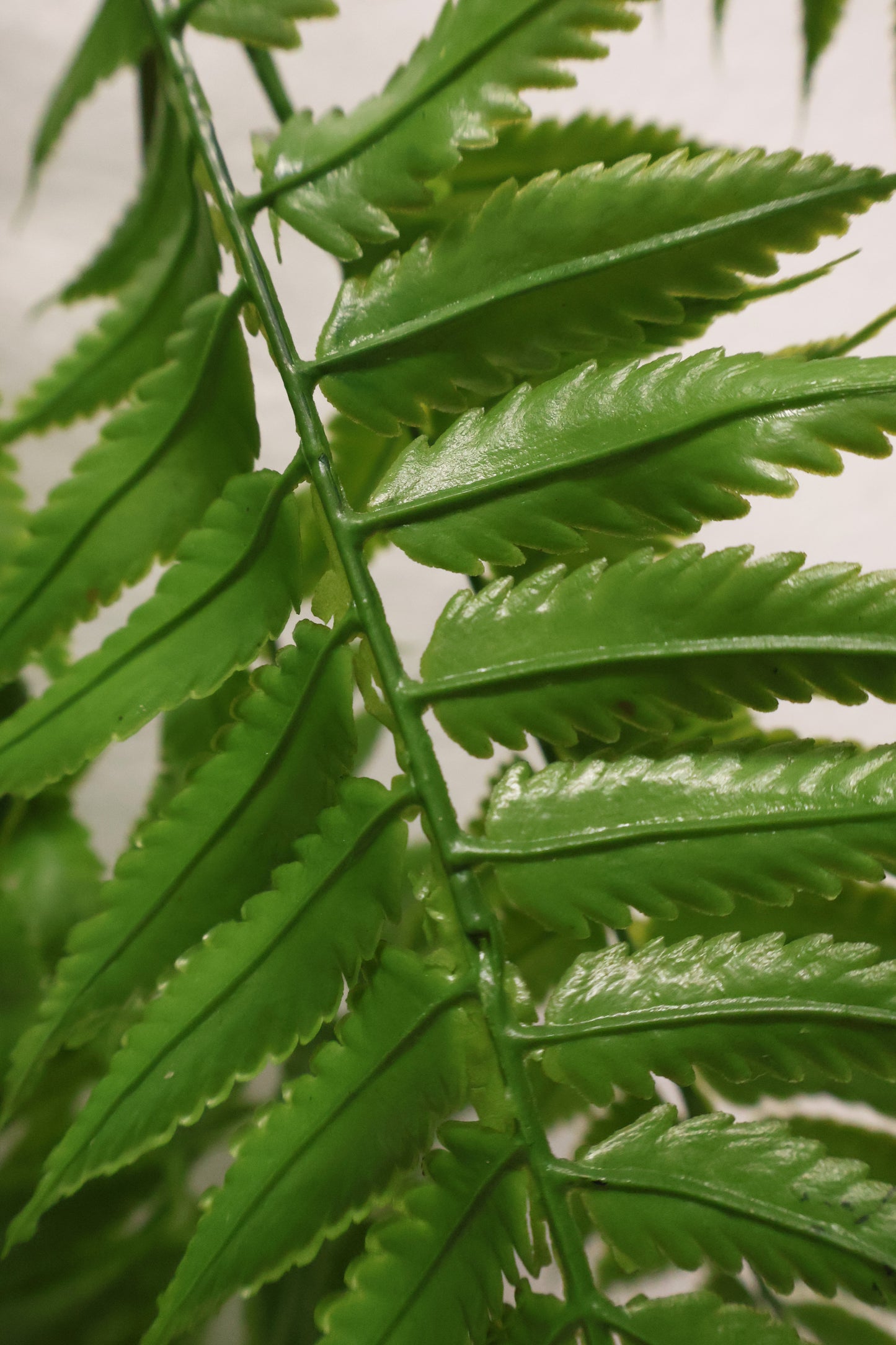 AUTUMN FERN (LARGE LEAF TYPE) — 43" (109 cm)