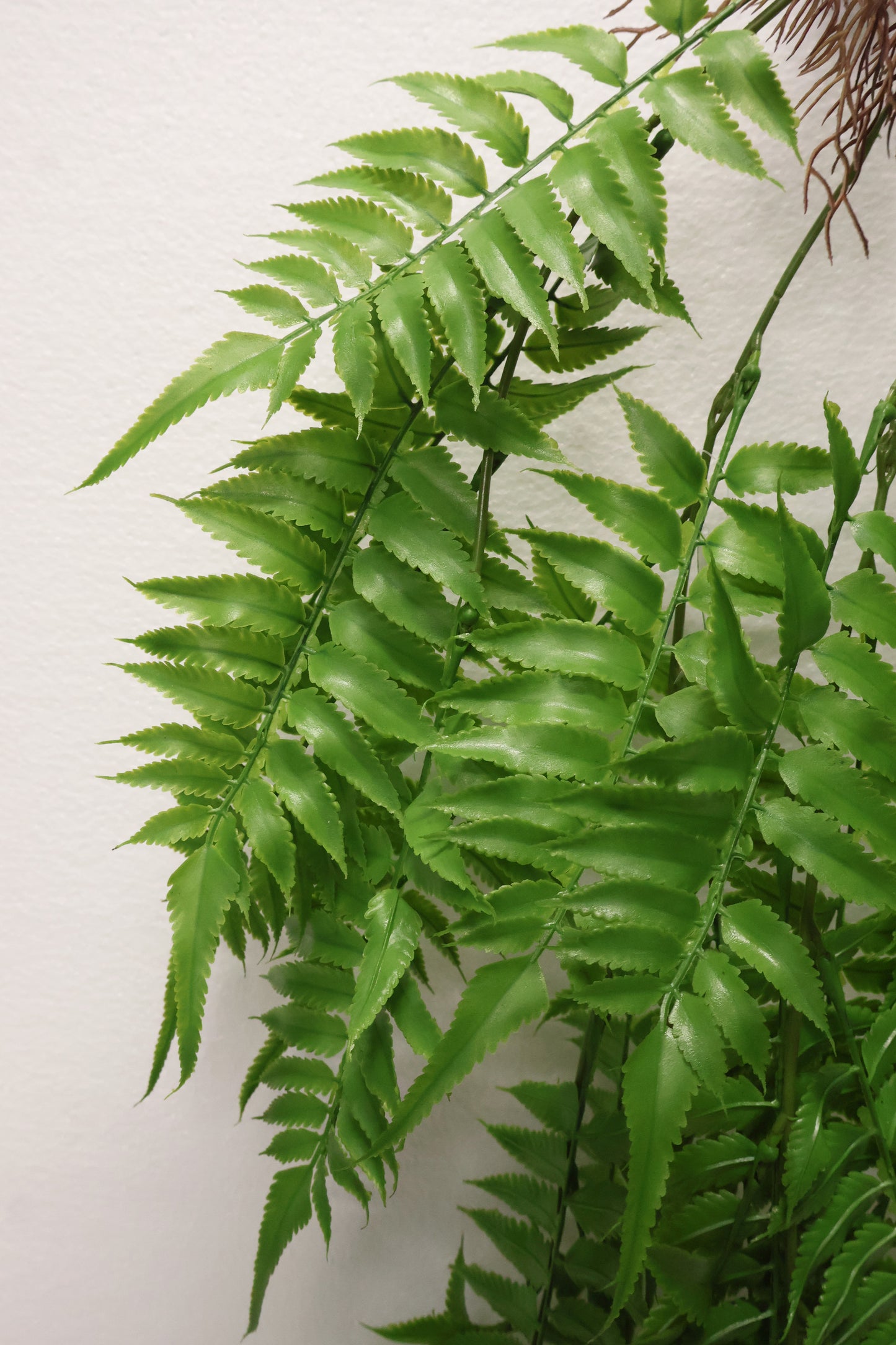 AUTUMN FERN (LARGE LEAF TYPE) — 43" (109 cm)