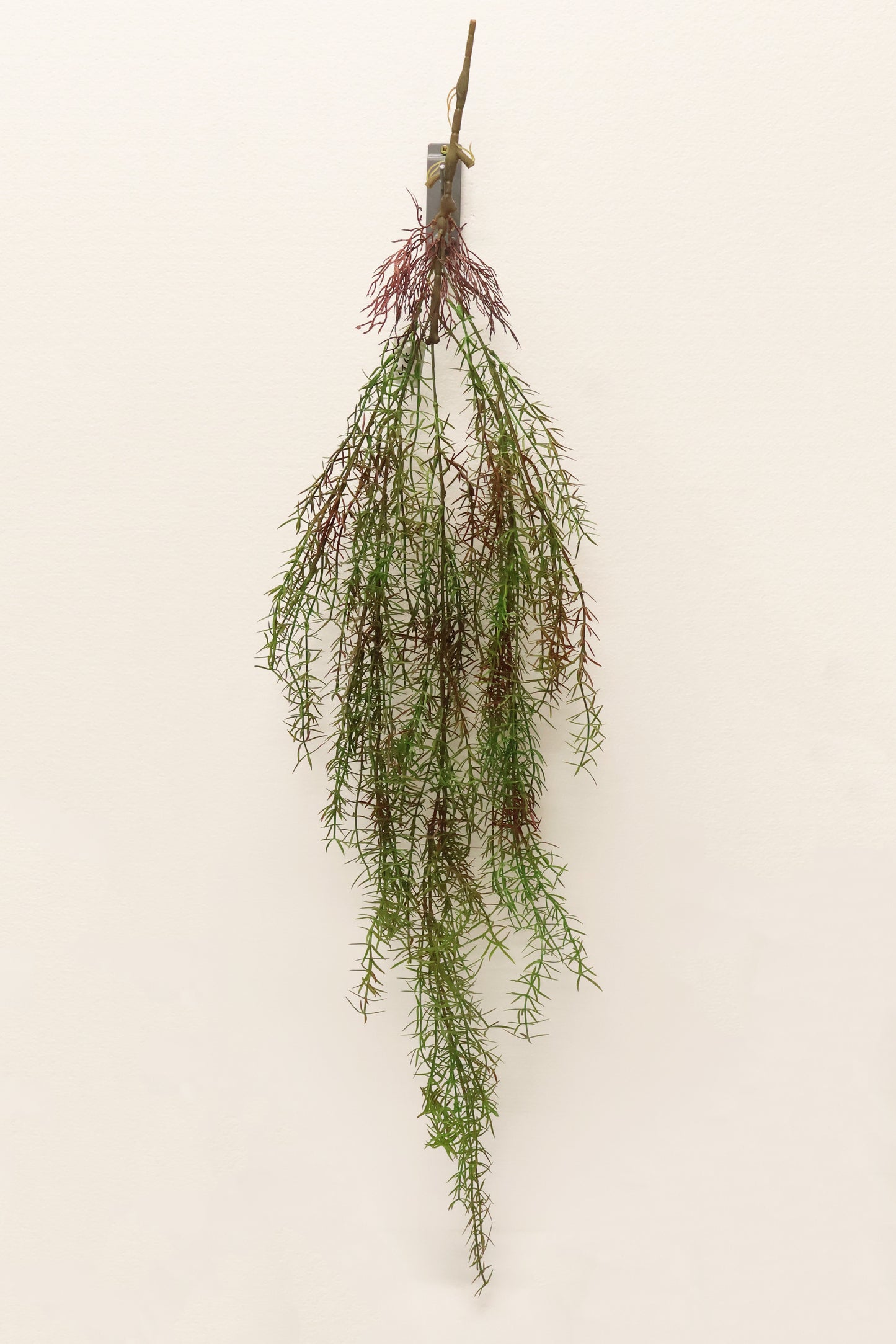 ASPARAGUS FERN 'SPRENGERI' — 44" (112 cm)