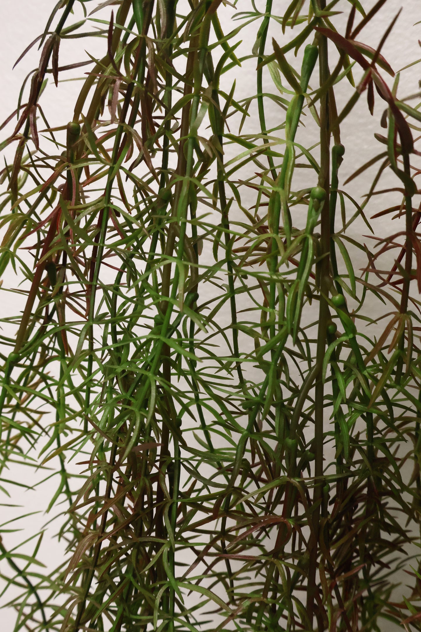 ASPARAGUS FERN 'SPRENGERI' — 44" (112 cm)