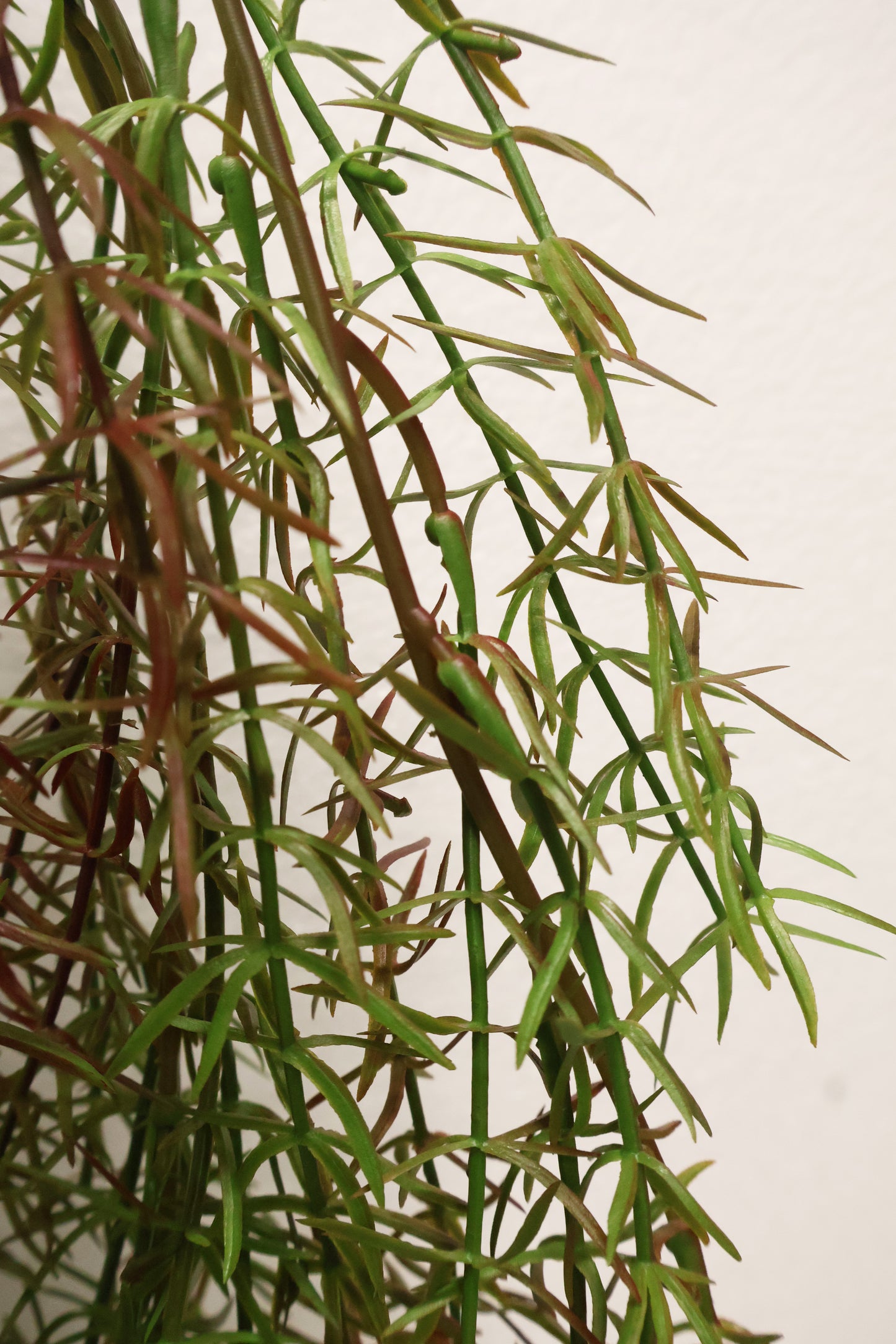 ASPARAGUS FERN 'SPRENGERI' — 44" (112 cm)