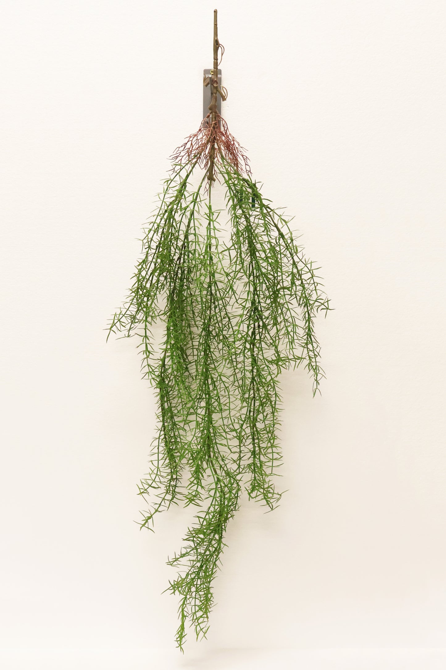 ASPARAGUS FERN 'SPRENGERI' — 44" (112 cm)