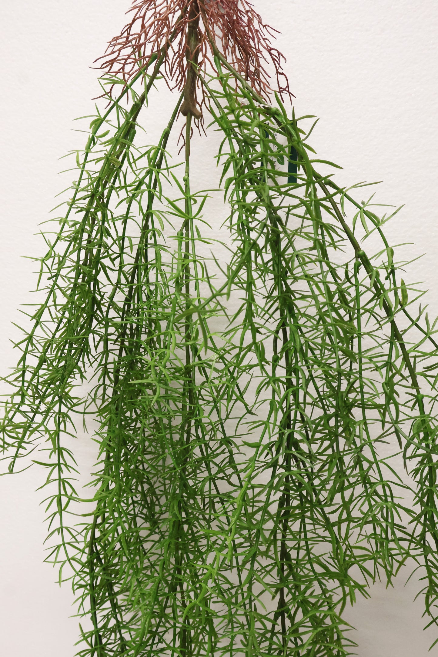 ASPARAGUS FERN 'SPRENGERI' — 44" (112 cm)