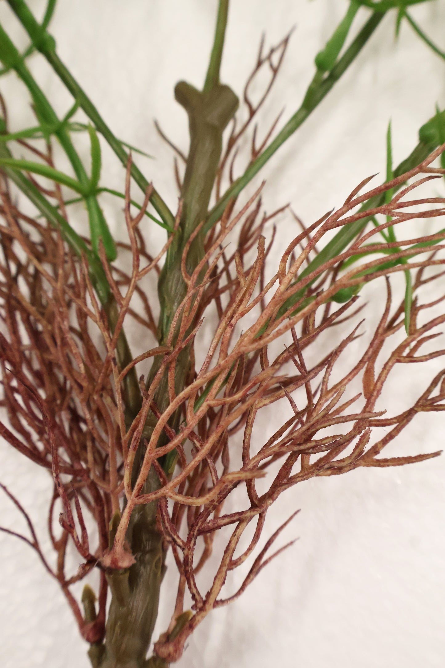 ASPARAGUS FERN 'SPRENGERI' — 44" (112 cm)