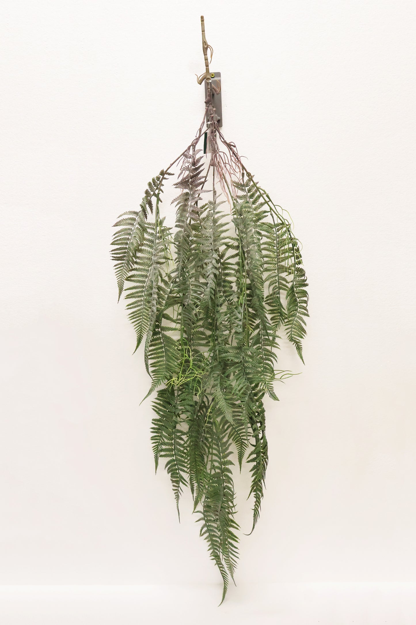LADY FERN VINE (ATHYRIUM FILIX-FEMINA) — 45" (114 cm)