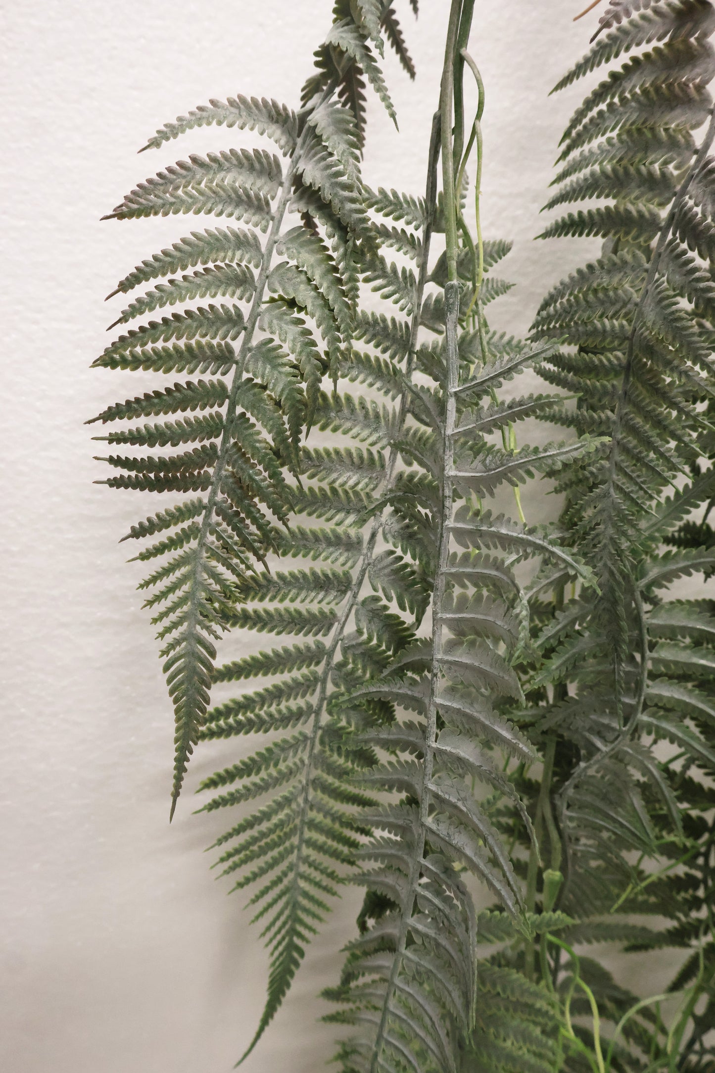LADY FERN VINE (ATHYRIUM FILIX-FEMINA) — 45" (114 cm)