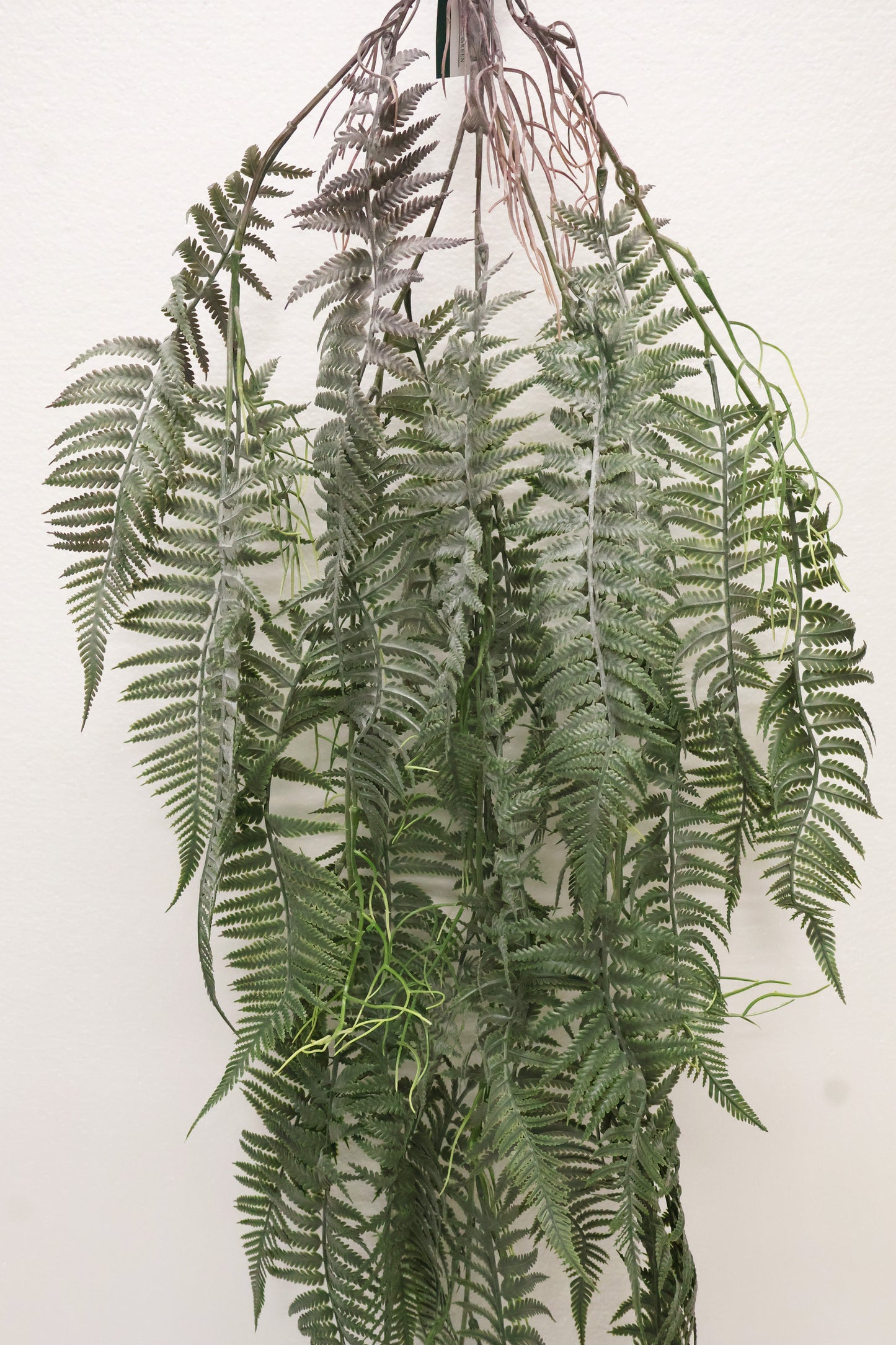 LADY FERN VINE (ATHYRIUM FILIX-FEMINA) — 45" (114 cm)