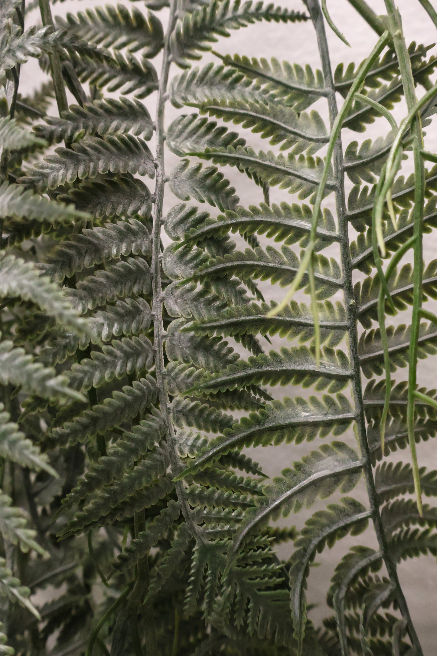 LADY FERN VINE (ATHYRIUM FILIX-FEMINA) — 45" (114 cm)