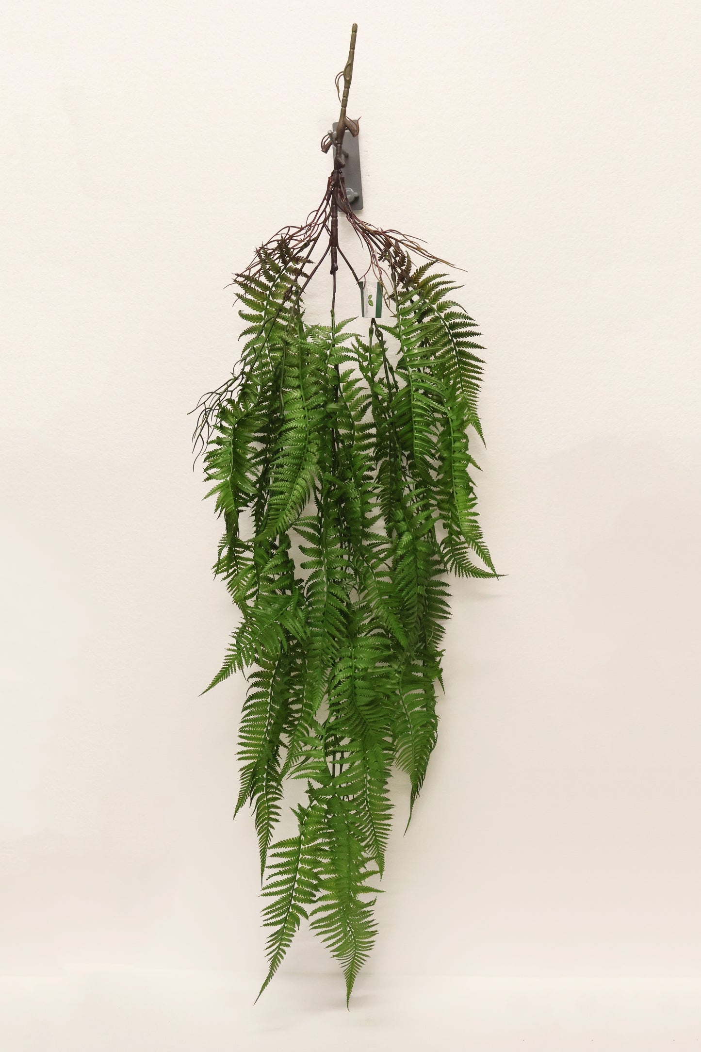 LADY FERN VINE (ATHYRIUM FILIX-FEMINA) — 45" (114 cm)